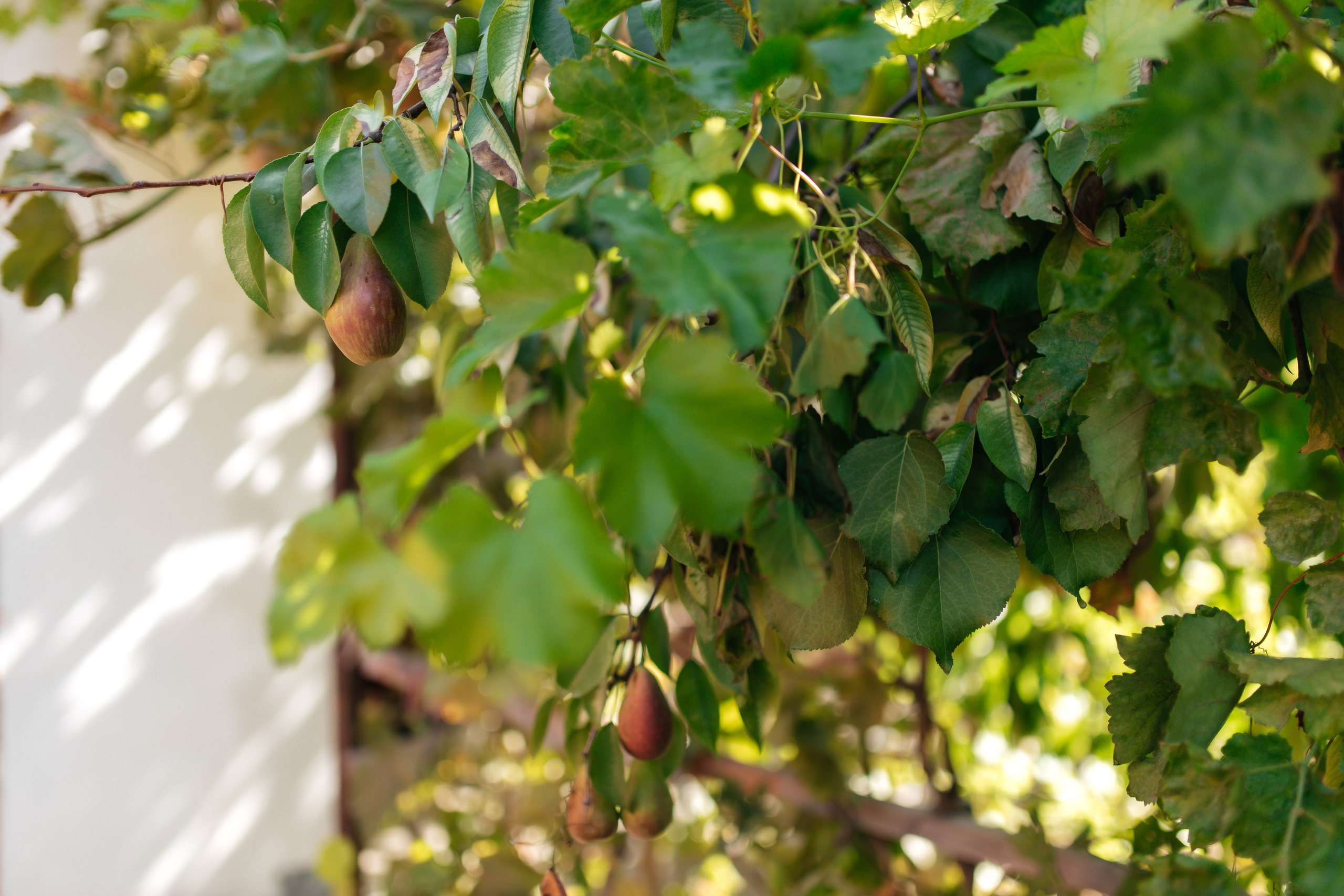 Aynur — syrğa salu. Wedding and Love story Photographer