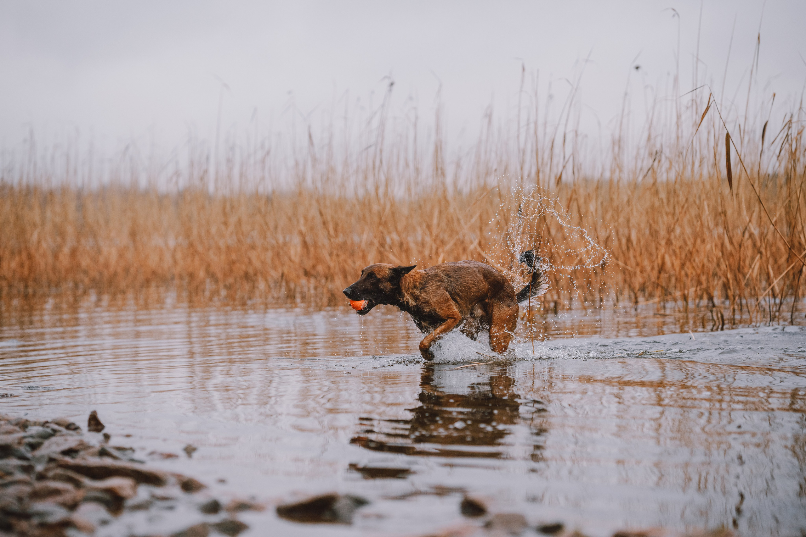 Раш. Фотограф анималист Осипчикова Мария