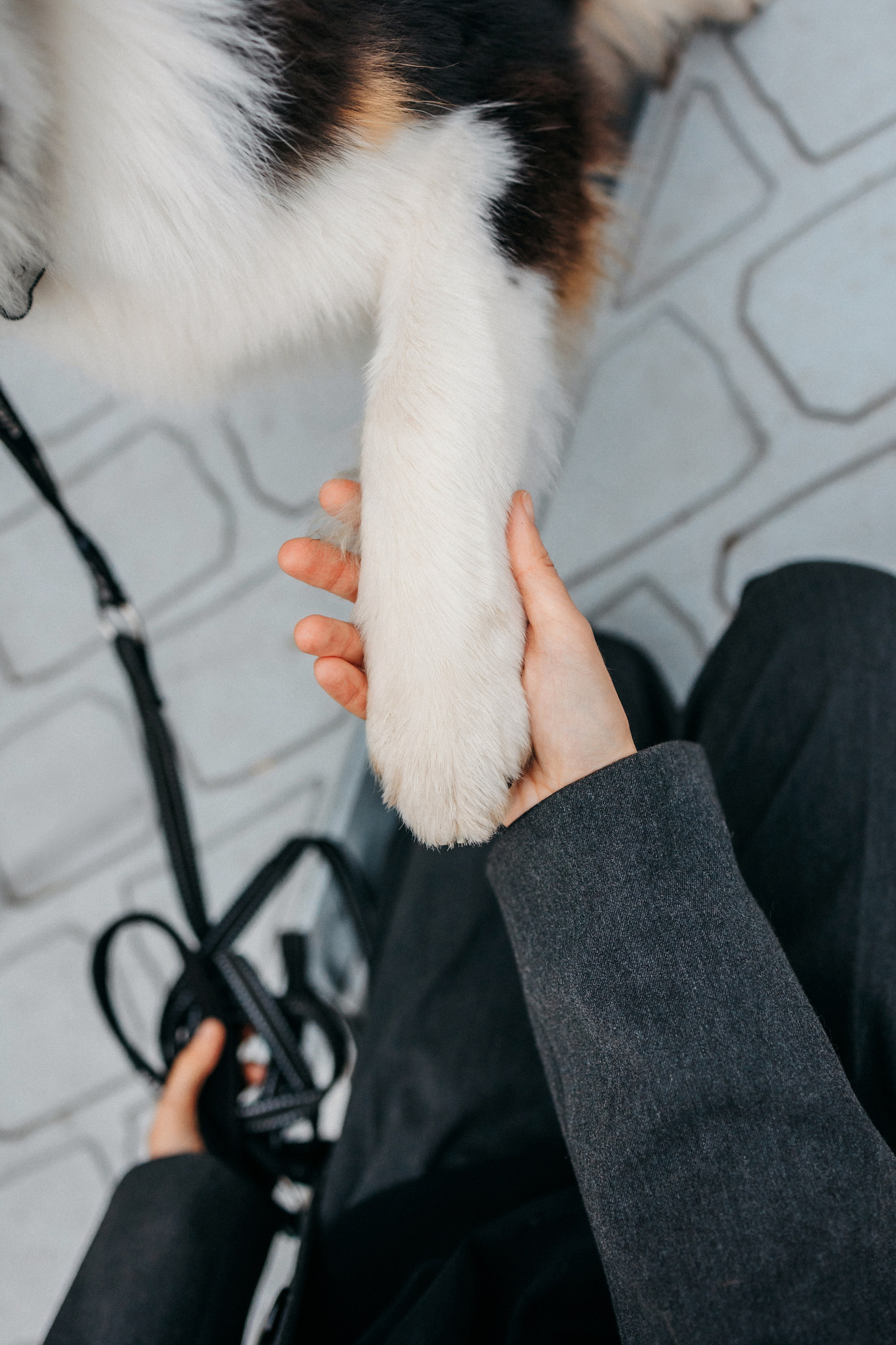 Лена и Рэй. Фотограф-анималист Елена Радченко, Москва