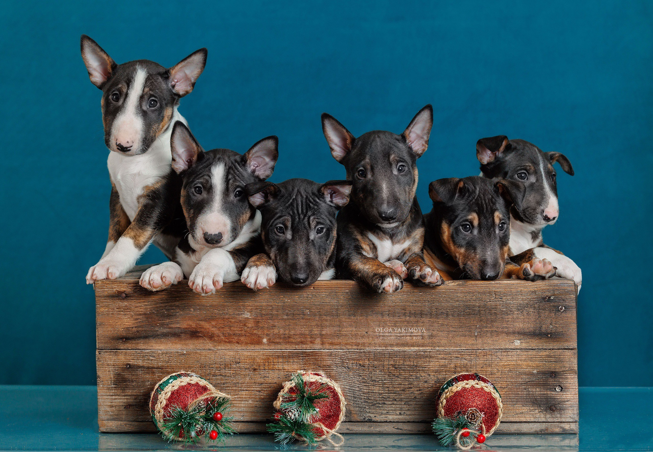 Щенки. Фотограф