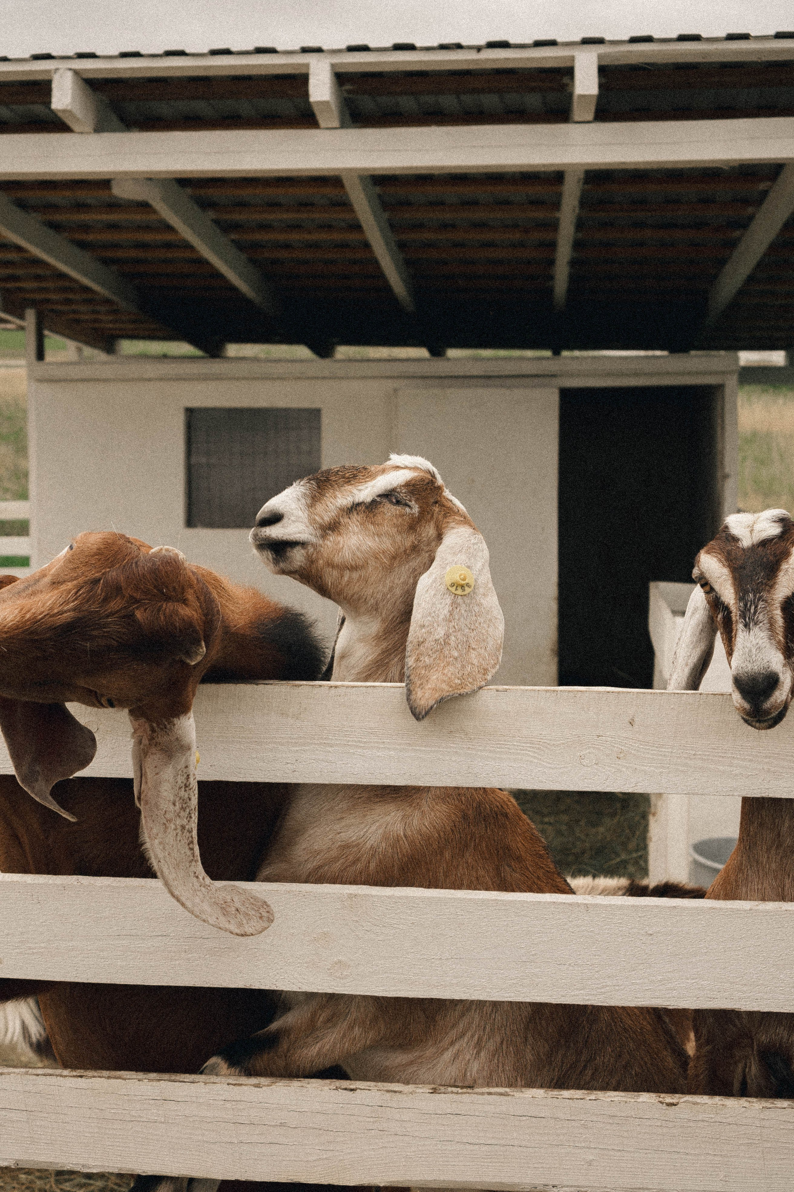 Ферма Альпак. Профессиональный фотограф, Санкт-Петербург — Виктория Богомолова