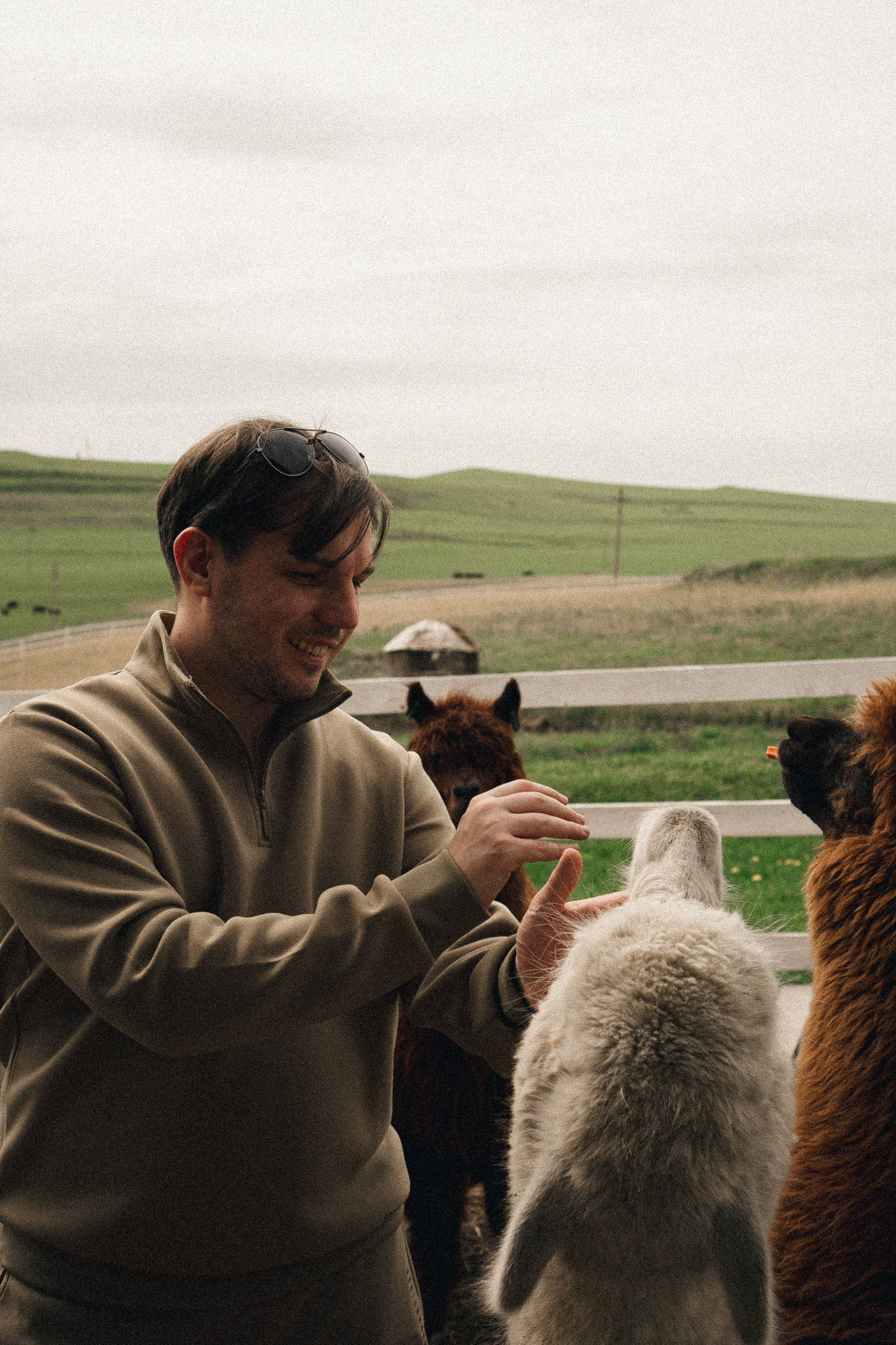 Ферма Альпак. Профессиональный фотограф, Санкт-Петербург — Виктория Богомолова