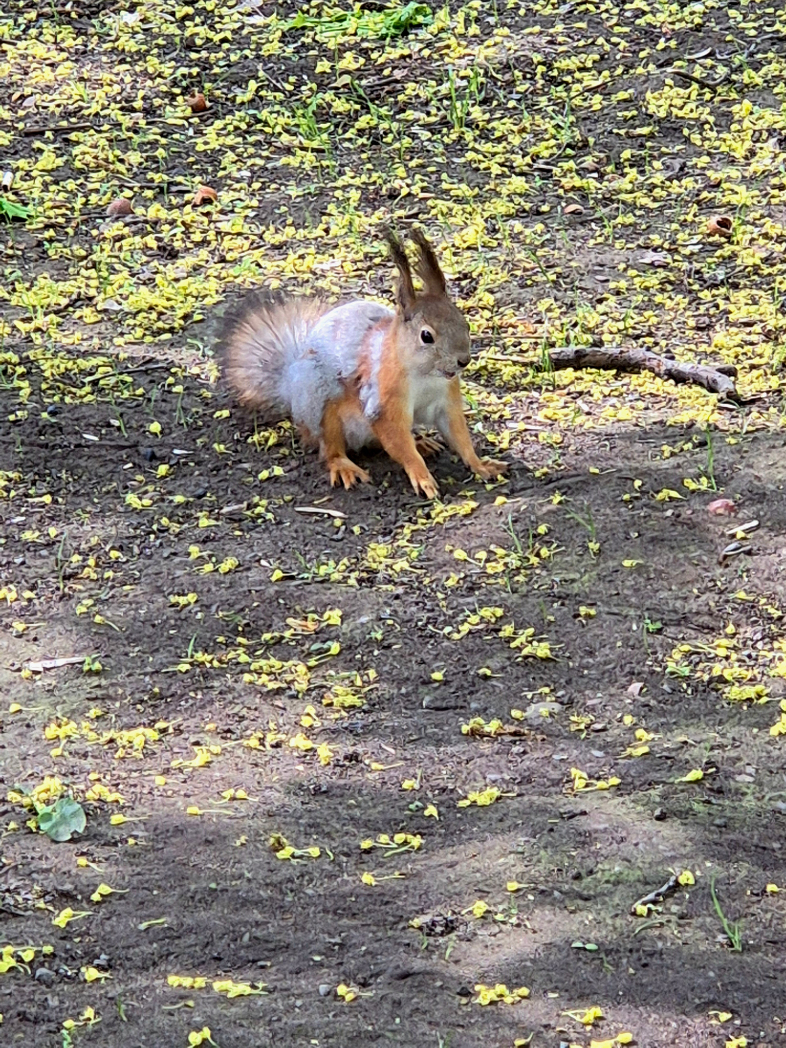 Обитатели Останкинского парка. Белочка