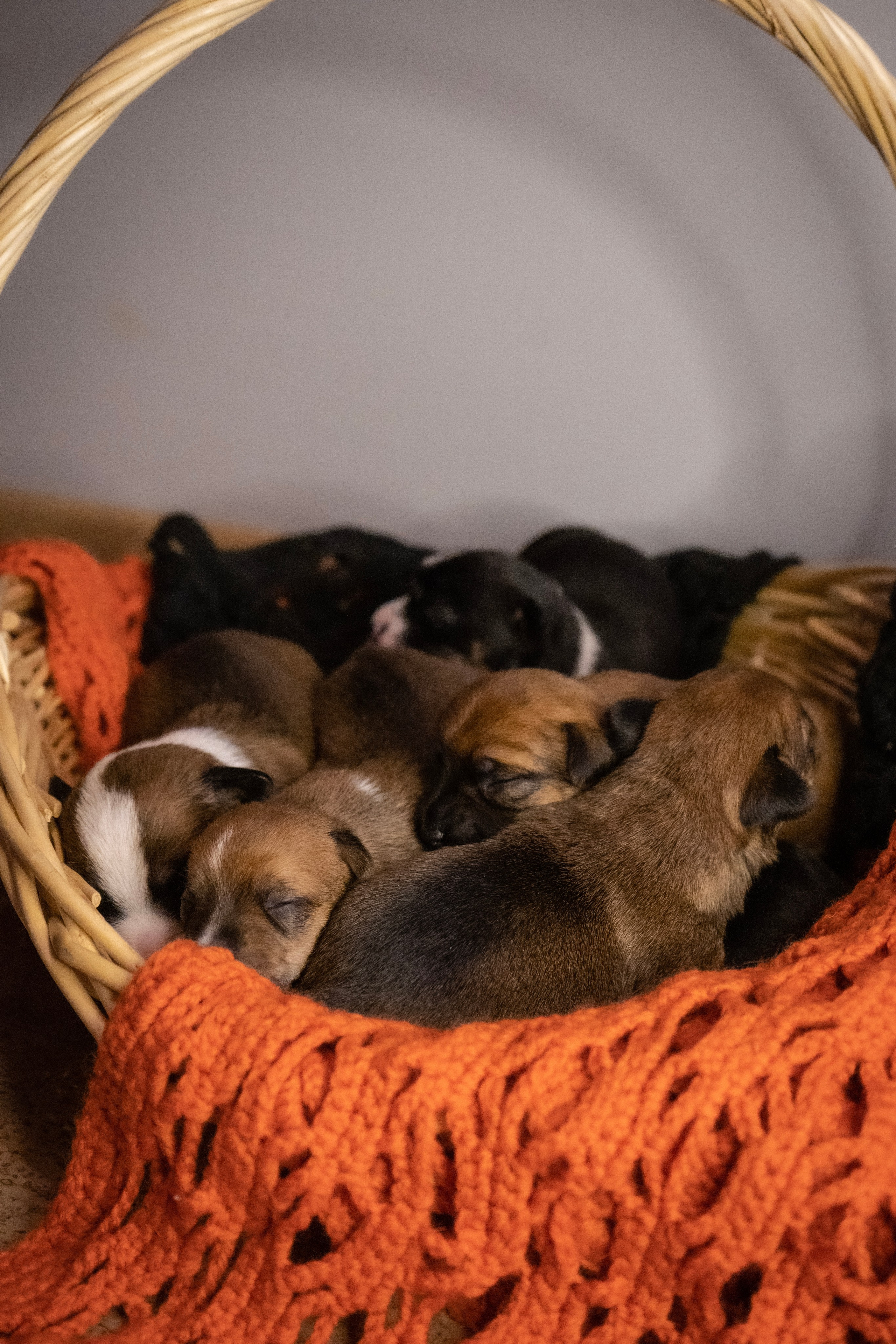 Фотосессии Пушистиков. Фотограф в Санкт-Петербурге Виктория Барышникова