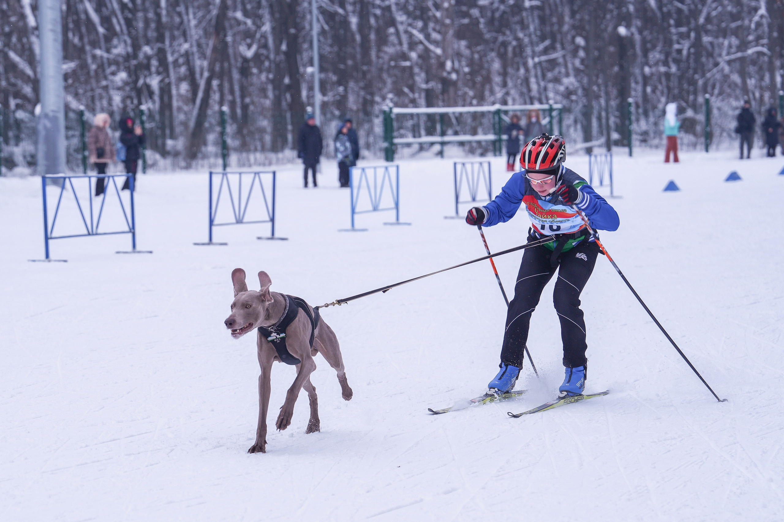 Рождественские гонки на собаках. Т/б «Чайка». Семейный фотограф Владимир Просвиркин. г. Самара