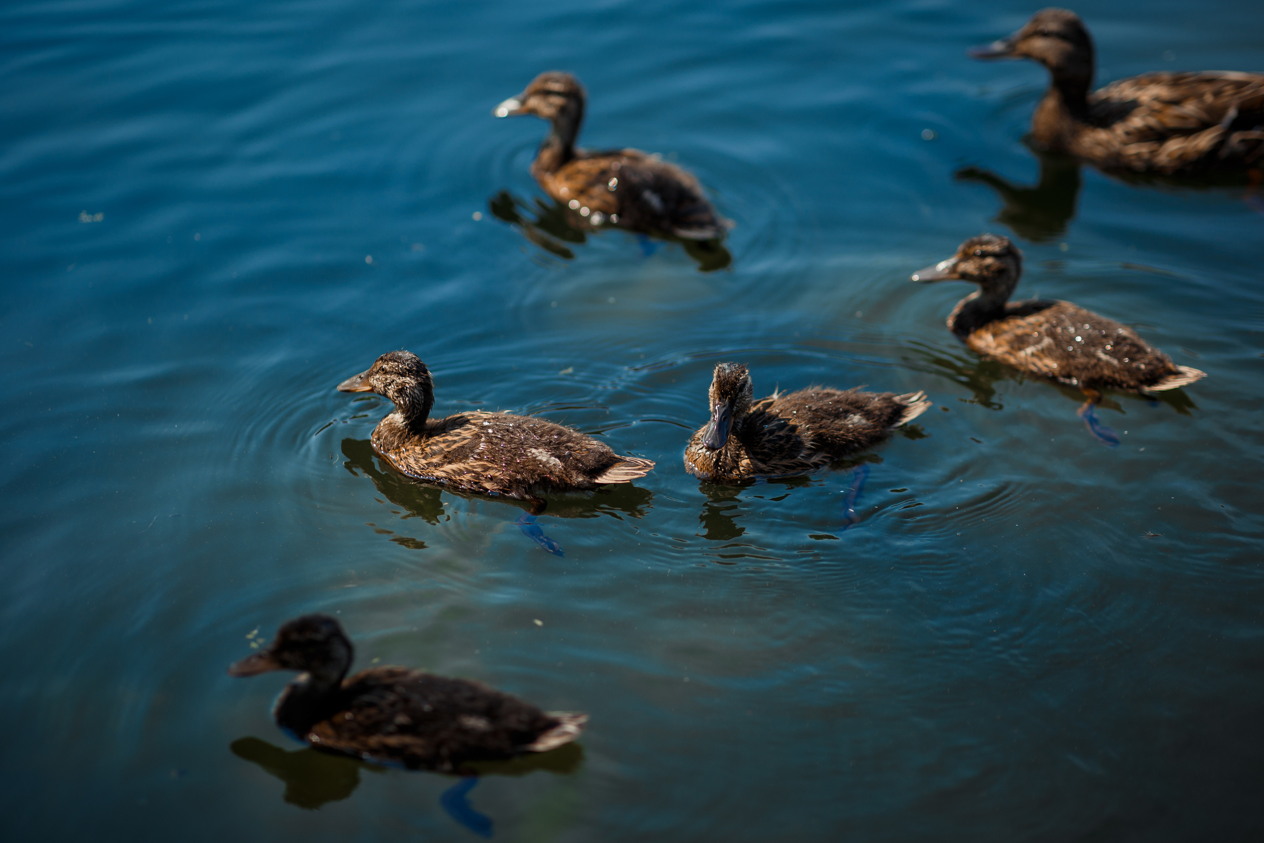 Иван & Мадина 14.07.2021. Свадебный и семейный фотограф Черняева Анна| Нижний Новгород