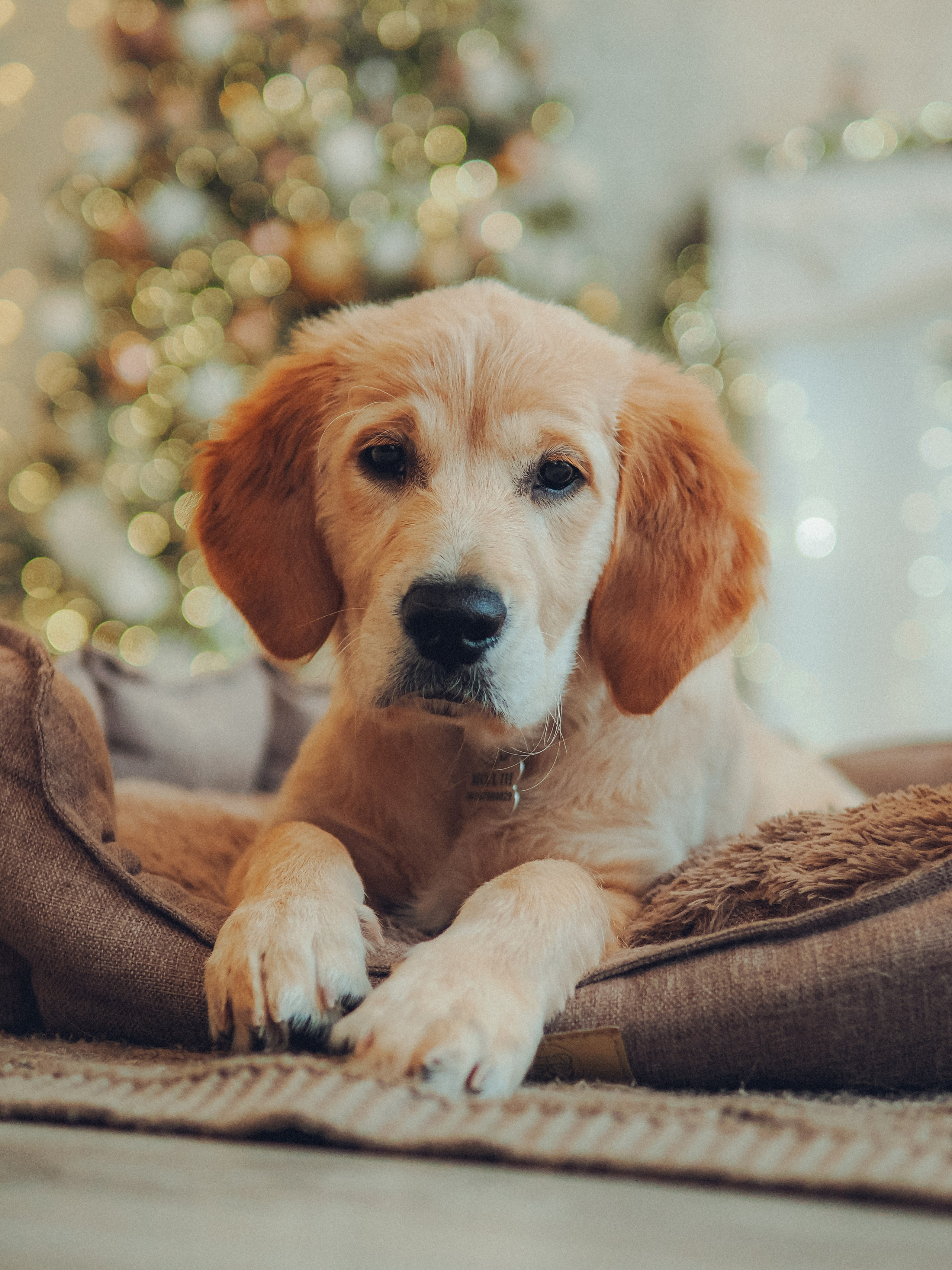 Малышка Молли и новый год. Фотограф в Москве — Сергей Люкшинов