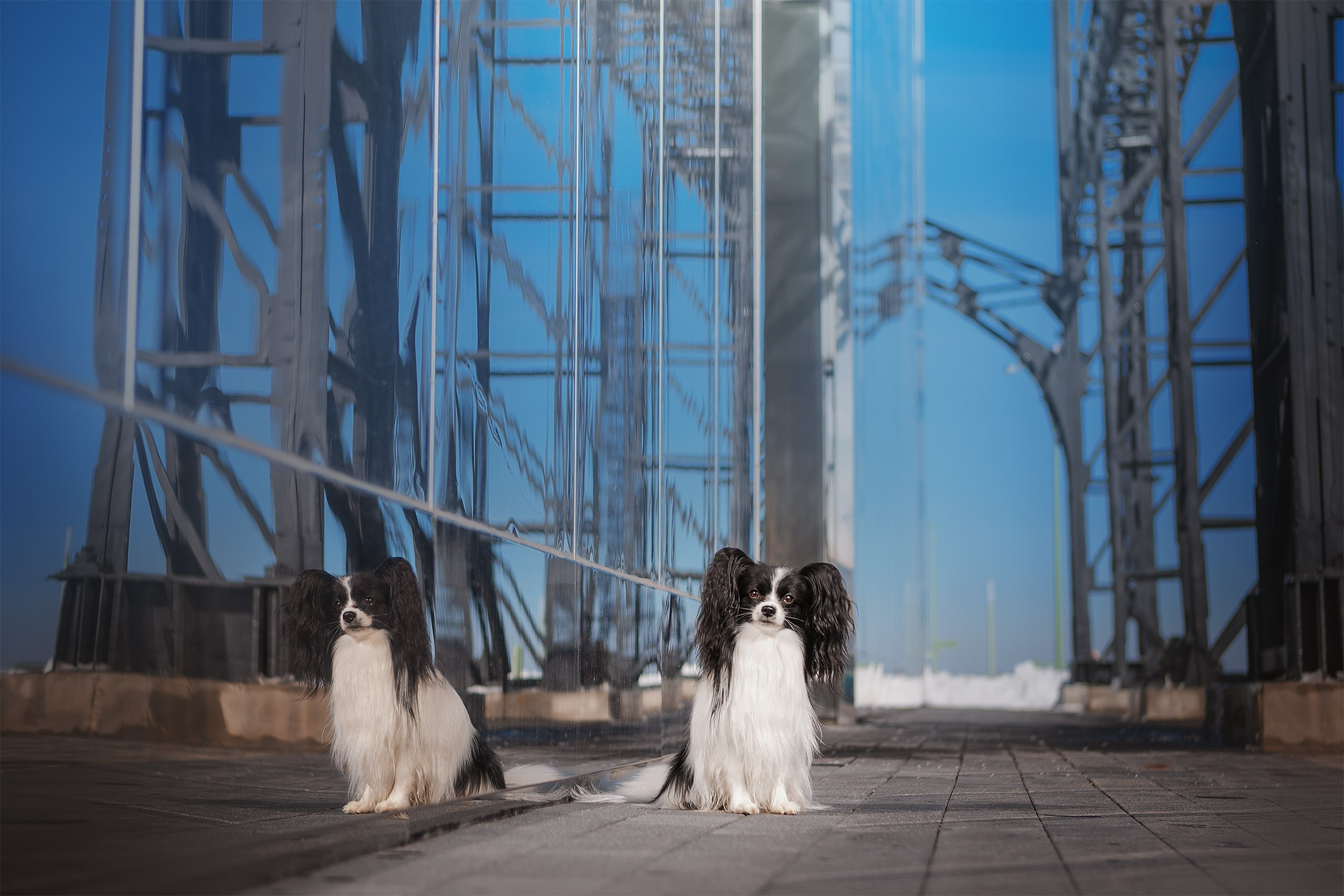 Папийон Тони. Фотограф анималист Кузнецова Анна Нижний Новгород