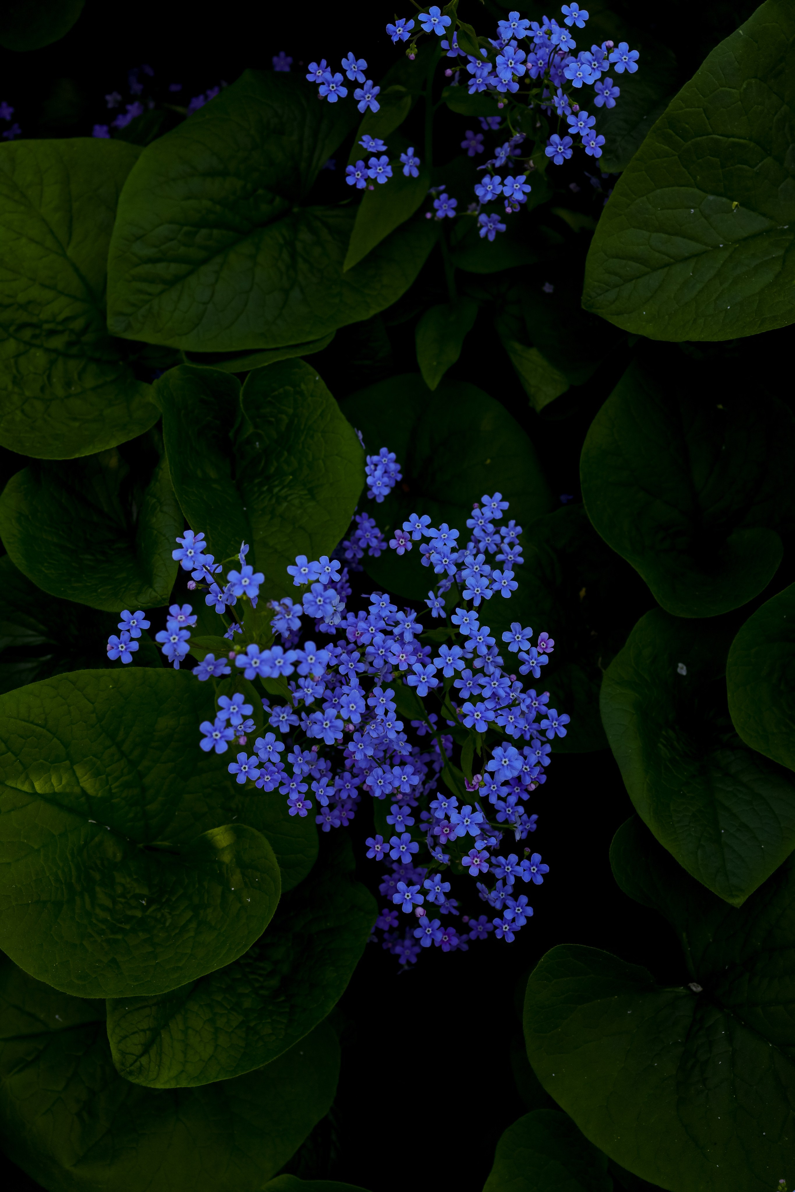 Природа &. Фотохудожник в СПб