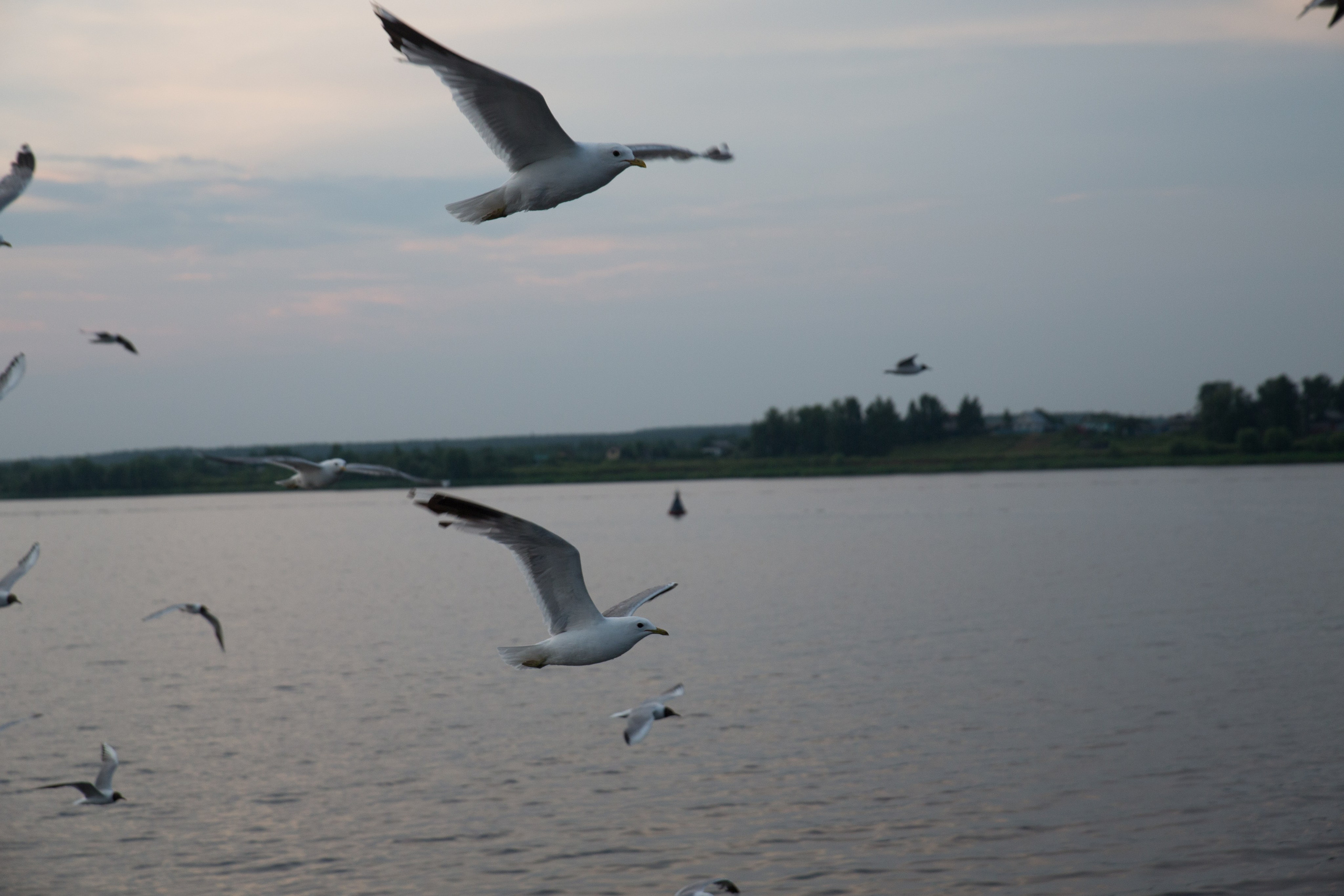 Г. Ярославль. Студия Максима Белослюдцева