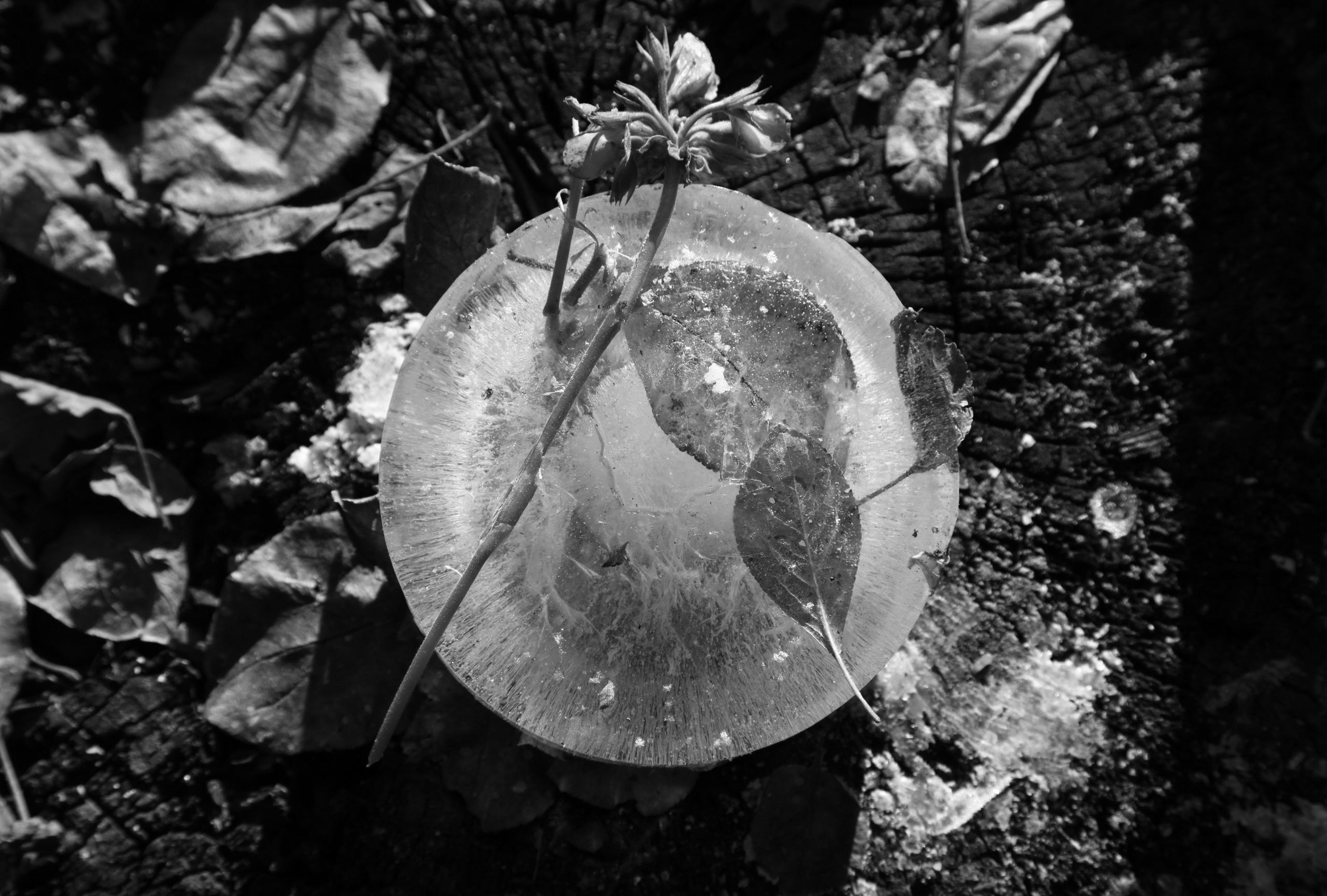 Елена Цихон художник фотографии и мастер фото-ДНК