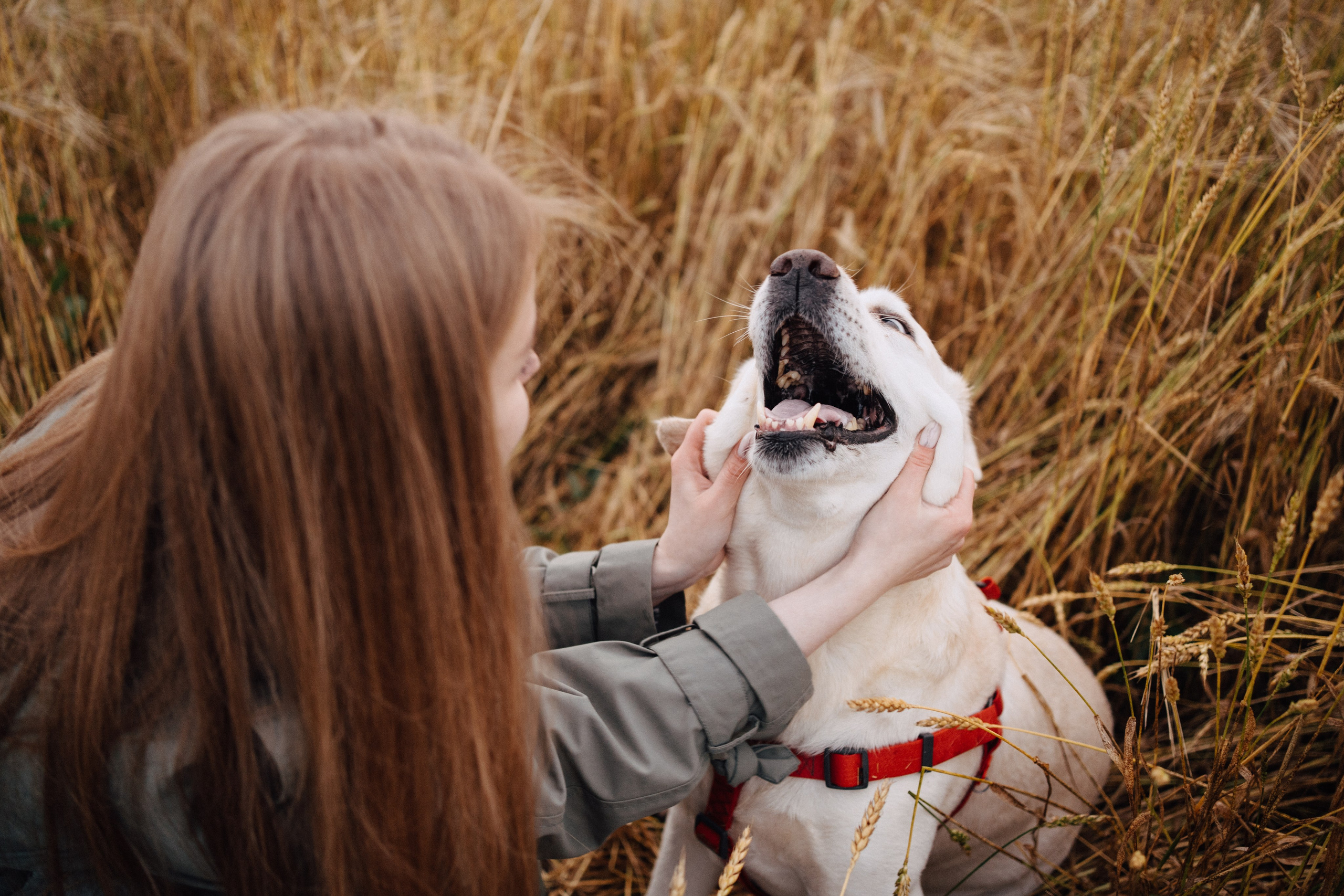 Дана и Арчи. Фотограф-анималист Анастасия Большакова
