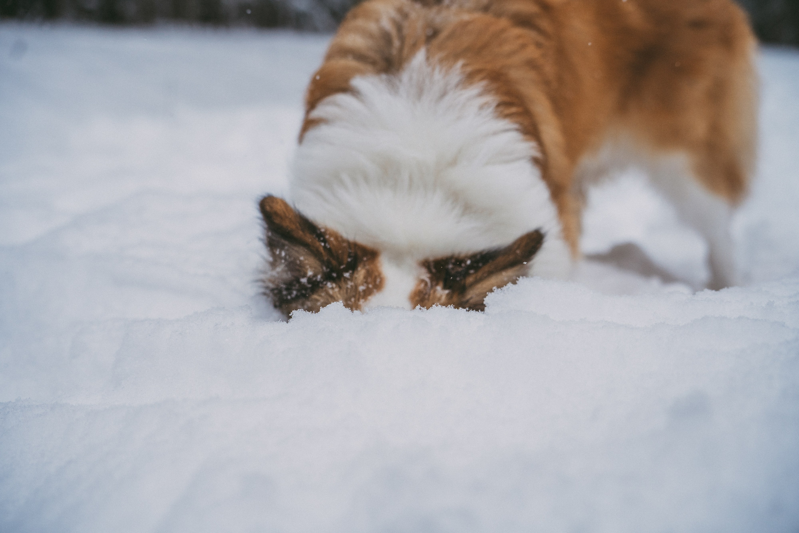 Катя, Анатолий и Елай. Фотограф анималист в Москве и Санкт-Петербурге Свиридова Анна