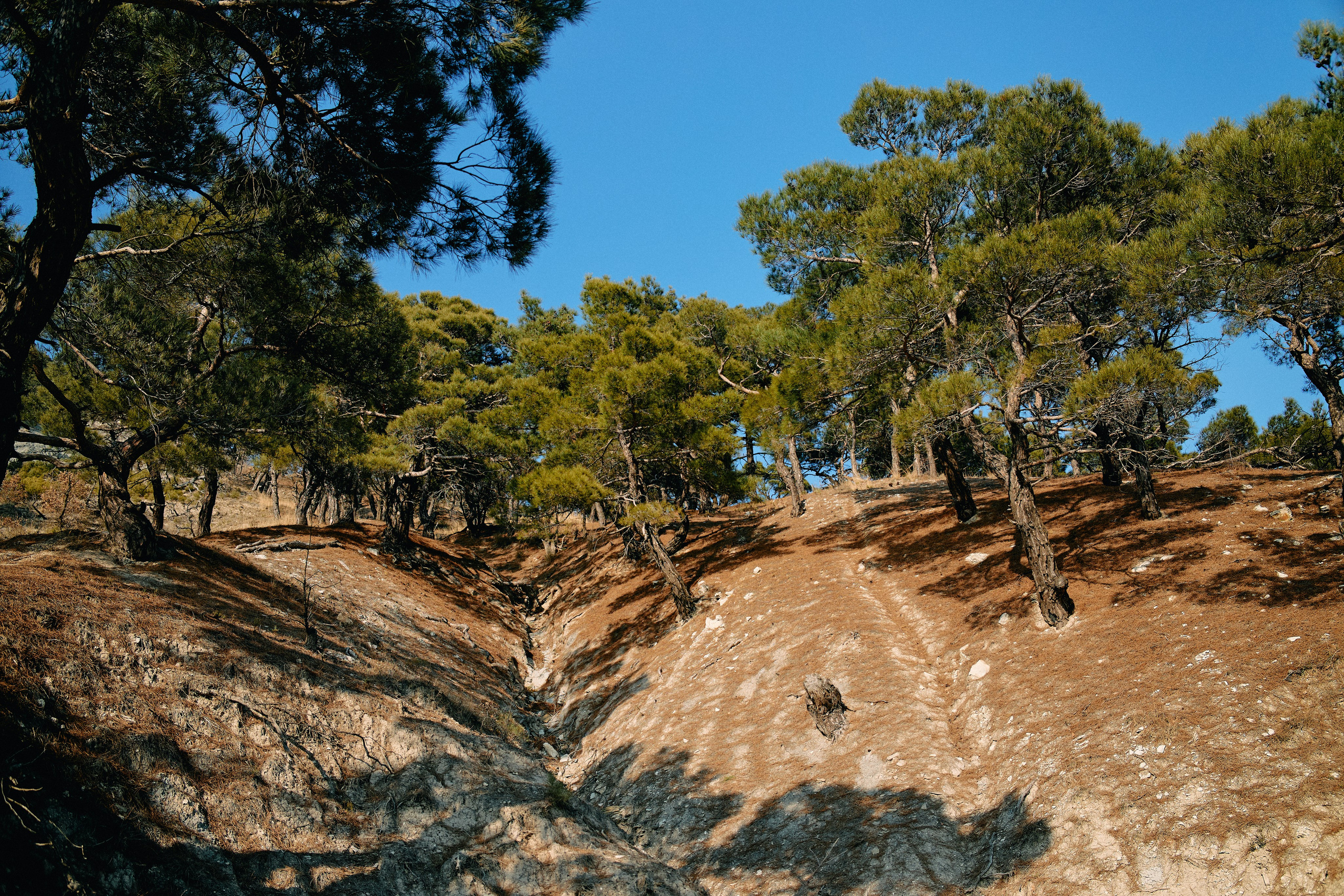Юг России. Профессиональный Фотограф во Владимире, в Москве и в Суздале — Полина Романычева