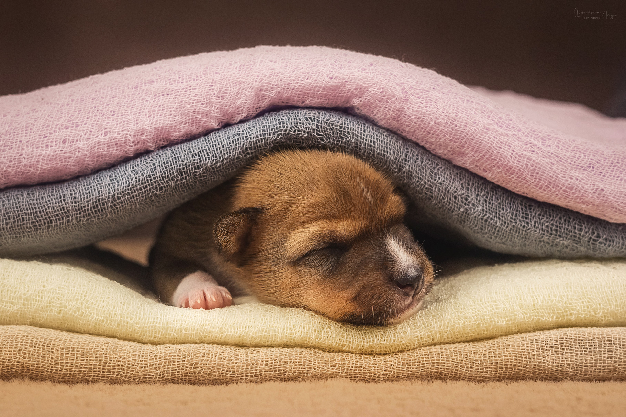 Басеньки. Фотограф анималист Аня Ливанова | Рыбинск