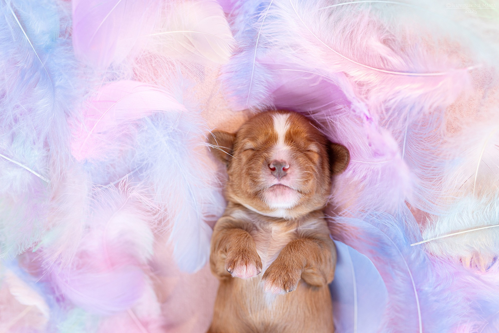 Ньюборн фотосессия щенков. Фотограф собак в Москве и Московской области Иванушкина Мария