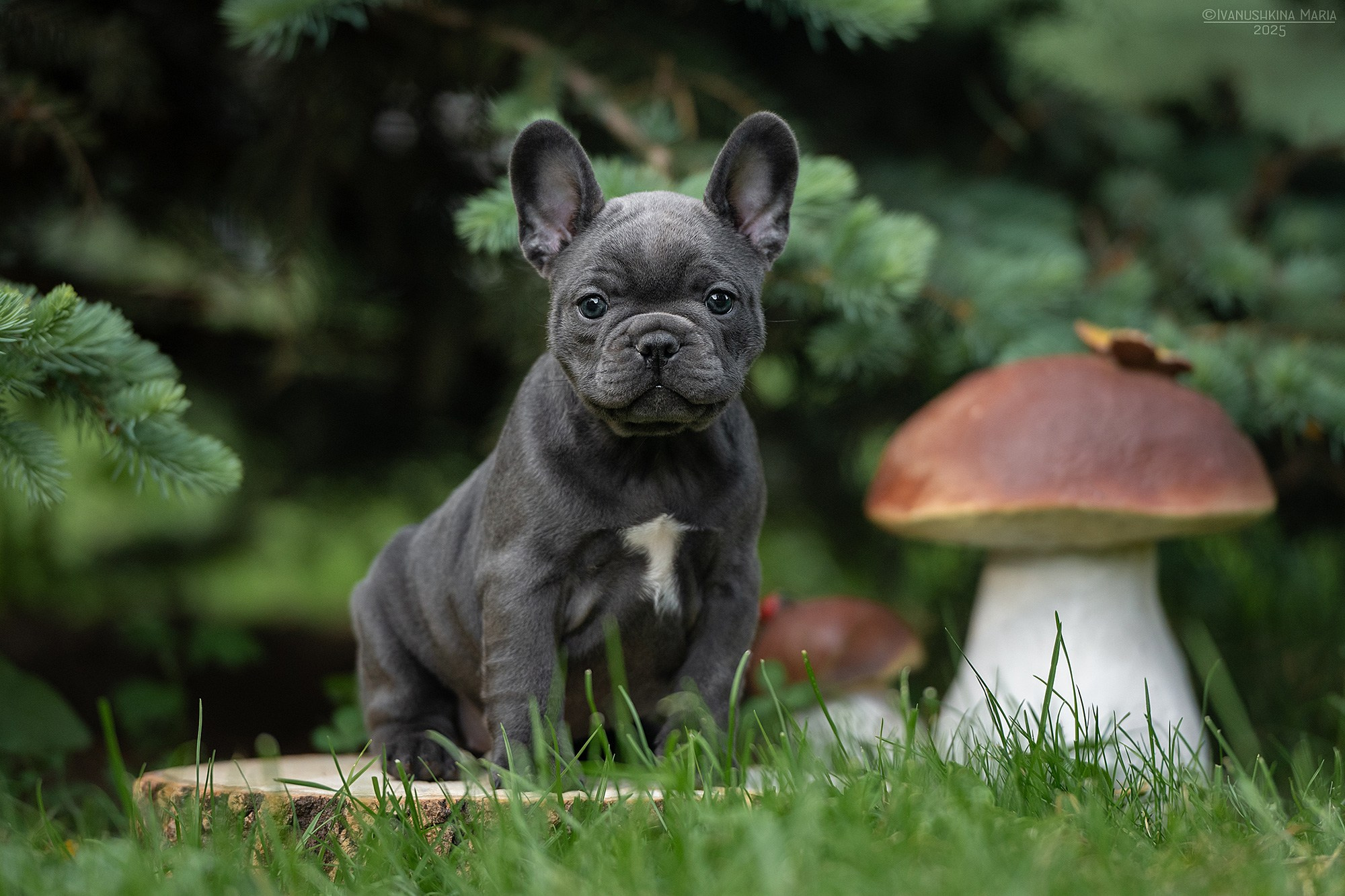 Фотосессия щенков на продажу. Фотограф собак в Москве и Московской области Иванушкина Мария