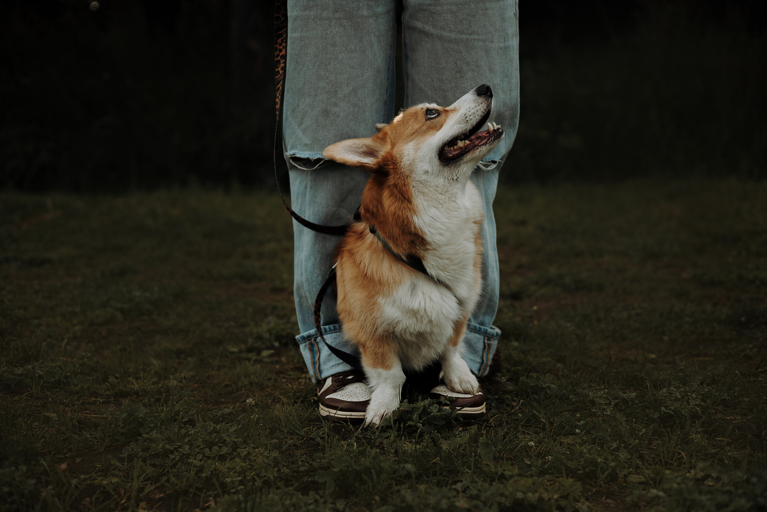 Мари & Йосик. Фотограф — анималист •love-story•|Санкт-Петербург