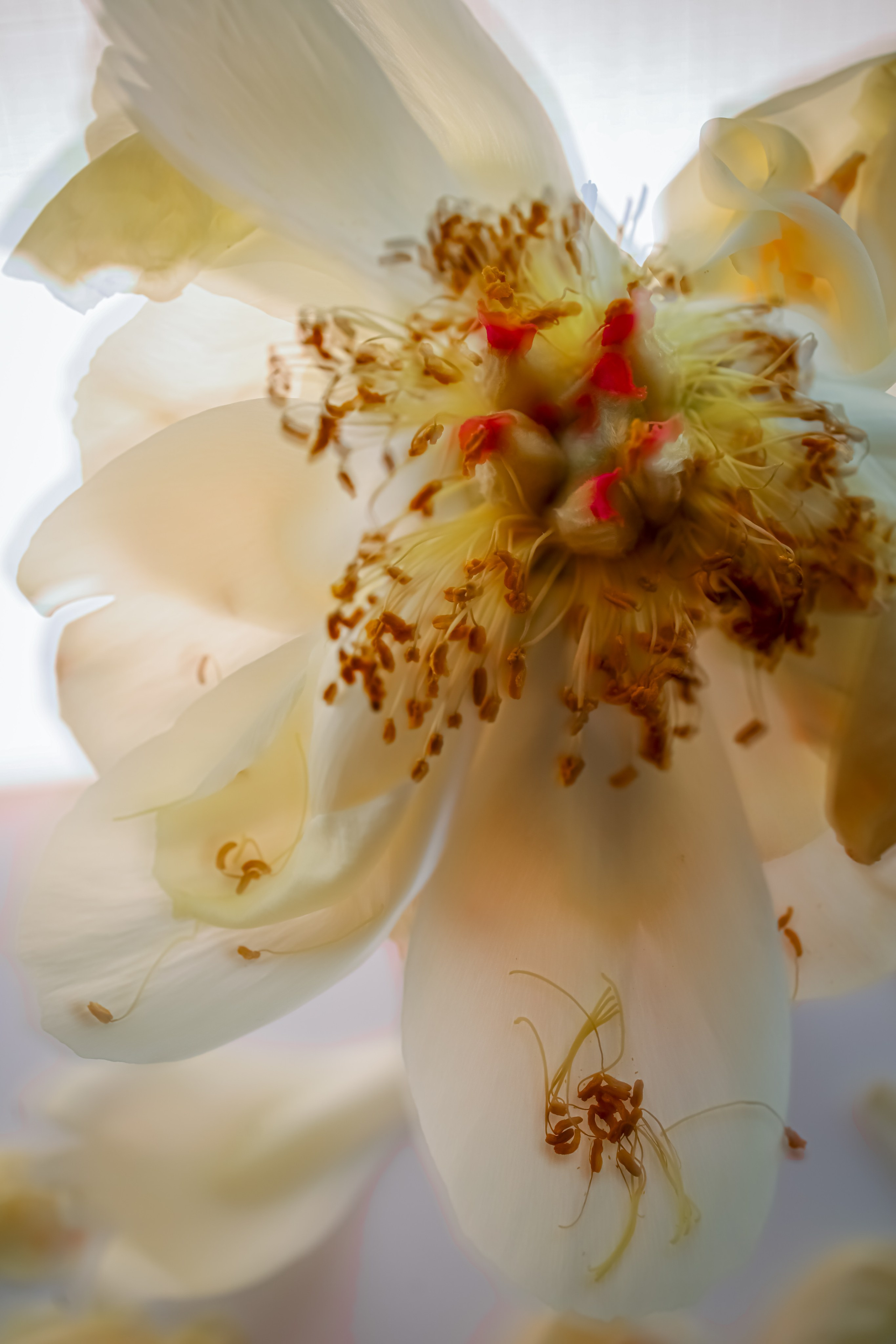 Природа &. Фотохудожник в СПб