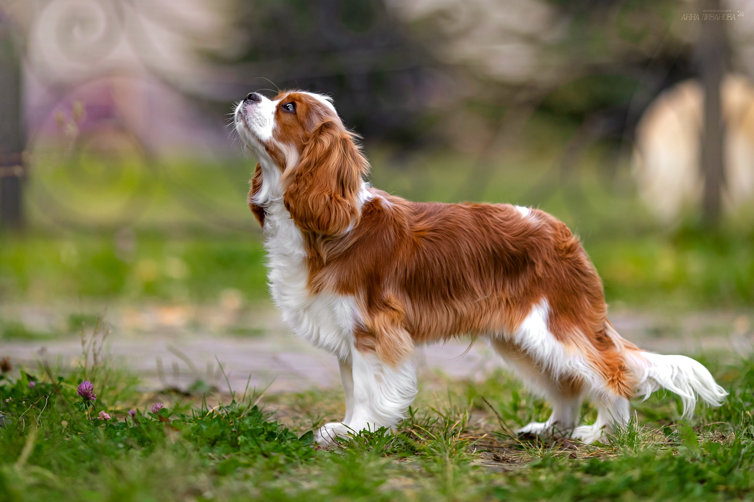 Кавалеры. Фотограф анималист Аня Ливанова | Рыбинск
