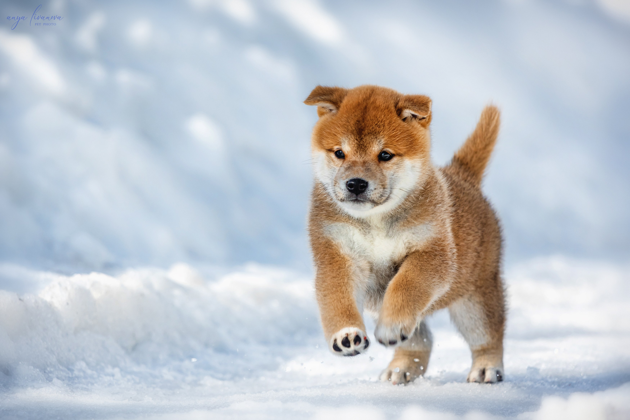 Сибы. Фотограф анималист Аня Ливанова | Рыбинск