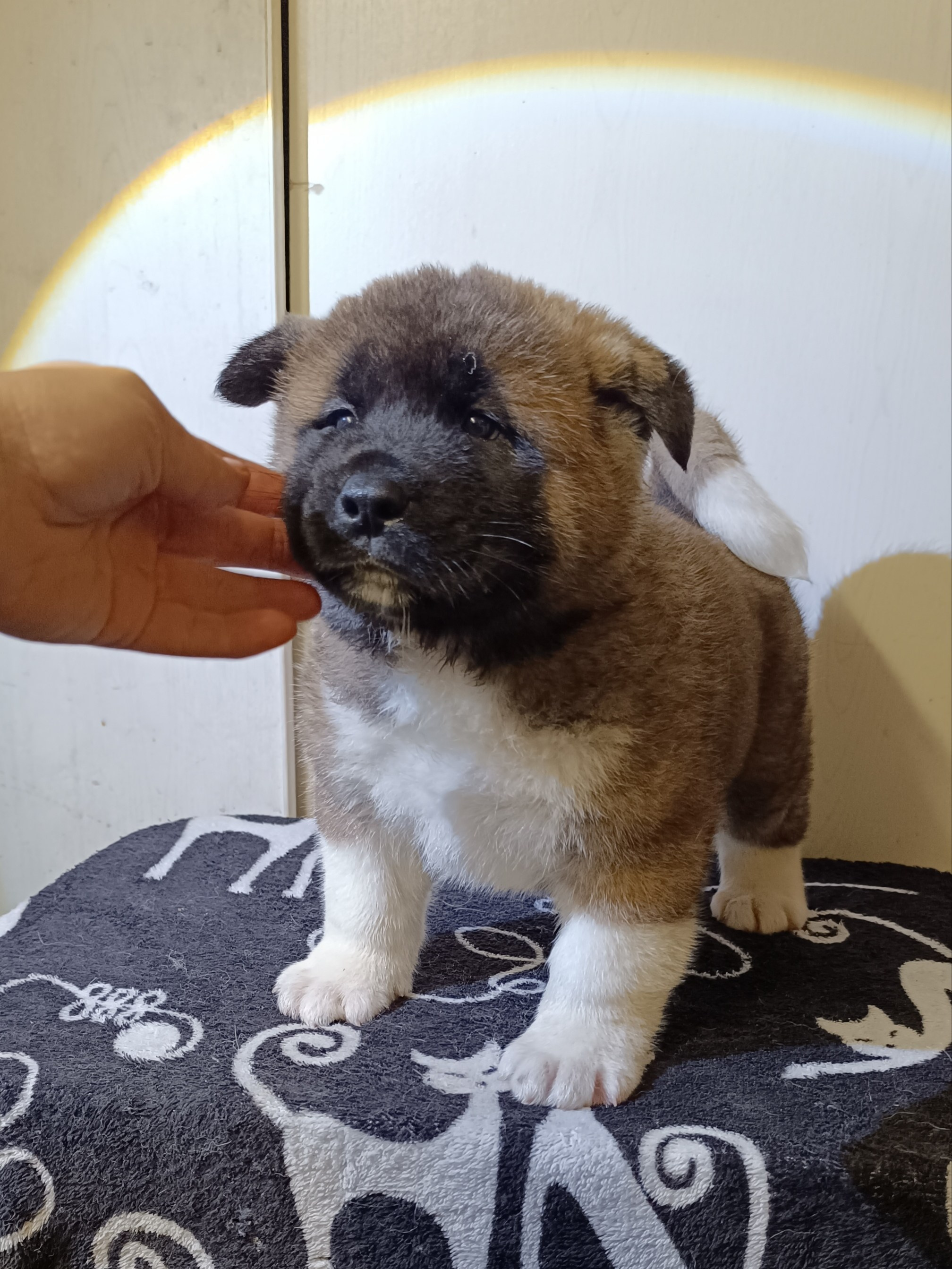 Rubylight Cirrus. Американская акита I Сиба ину I Питомник RUBYLIGHT