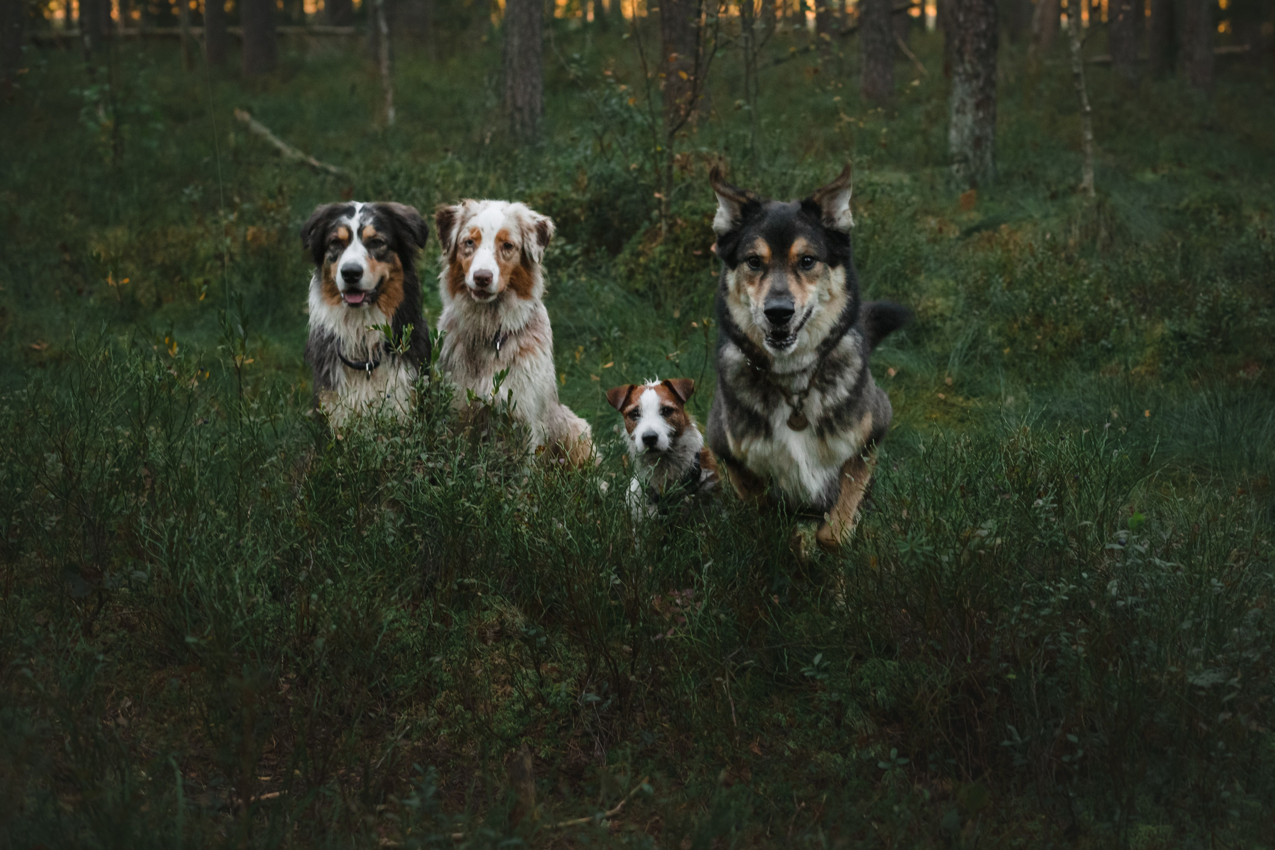 Фотопрогулка в Ленобласти. Фотограф-анималист Татьяна Степанова