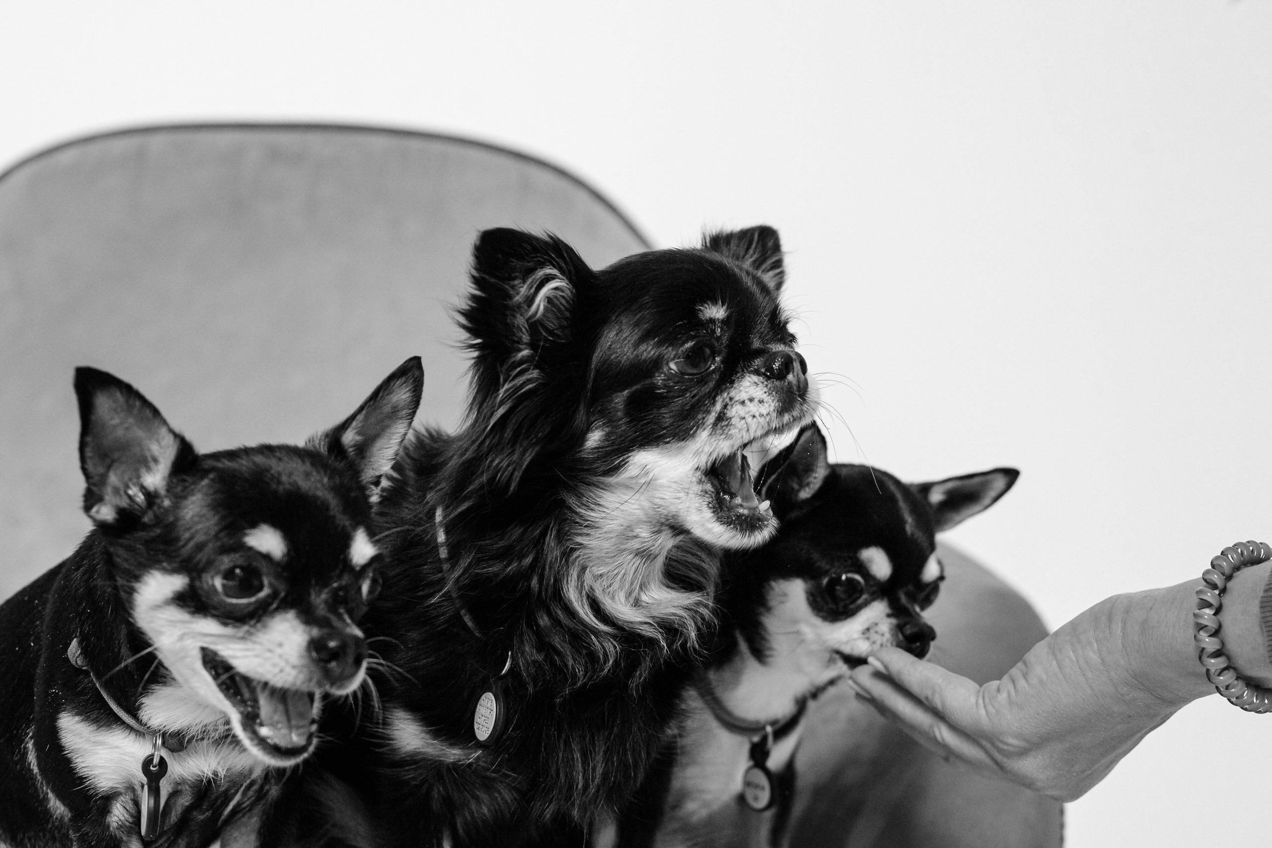 Семейная фотосессия. Фотограф-анималист Татьяна Степанова