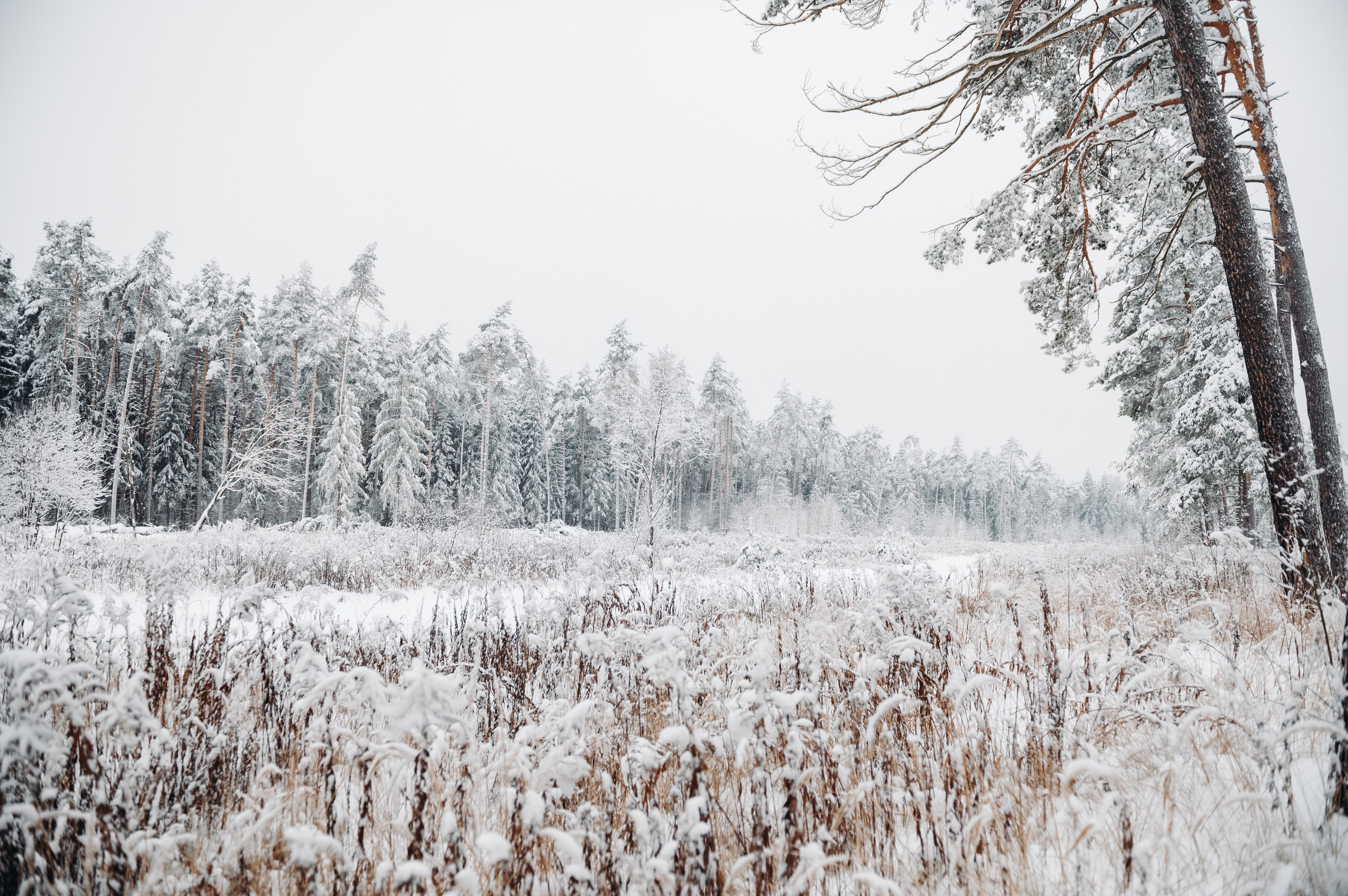 Снежная прогулка. Главная