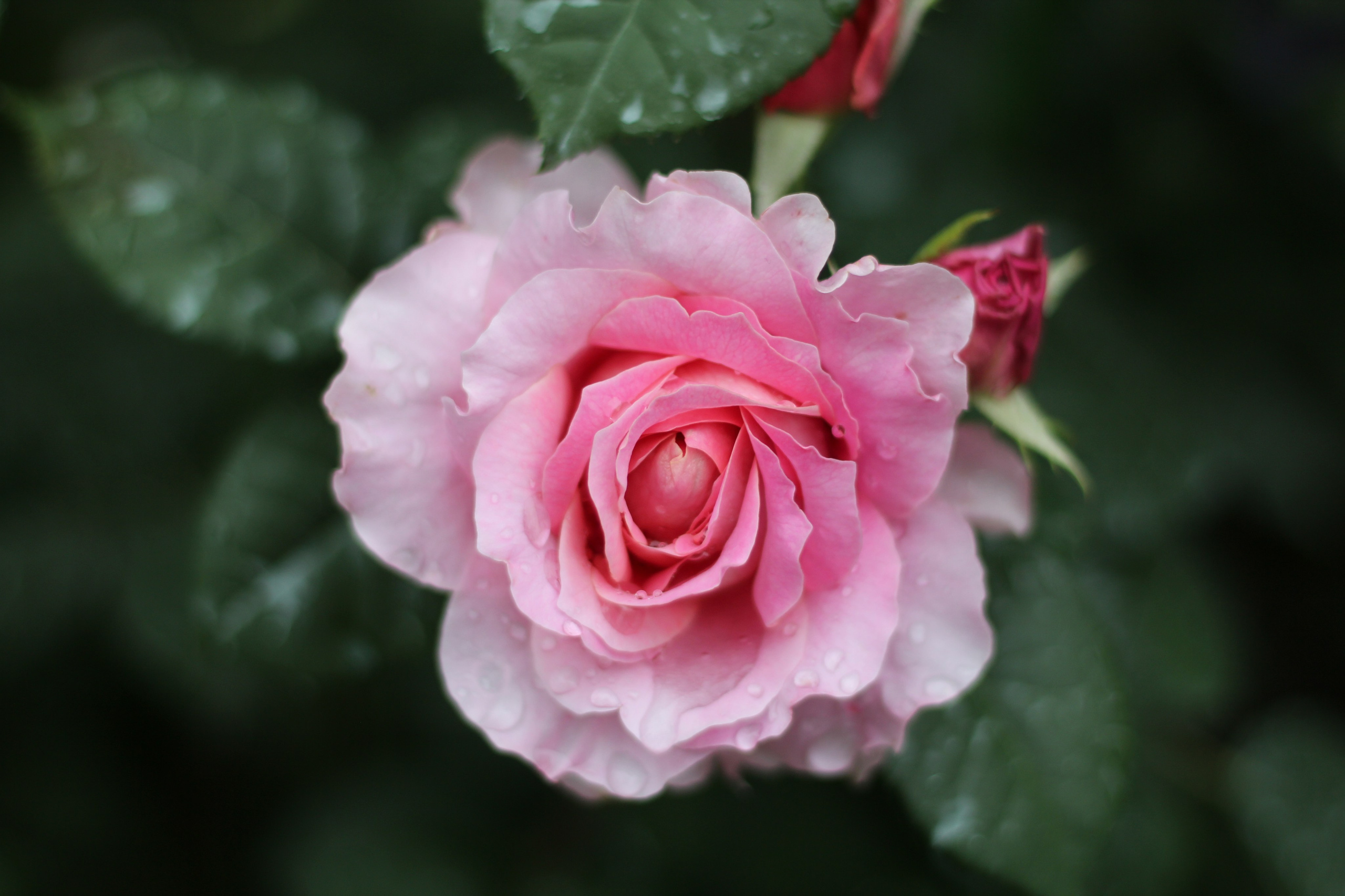 Предметная фотография. Семейный и детский фотограф в Москве Анастасия Крейнина