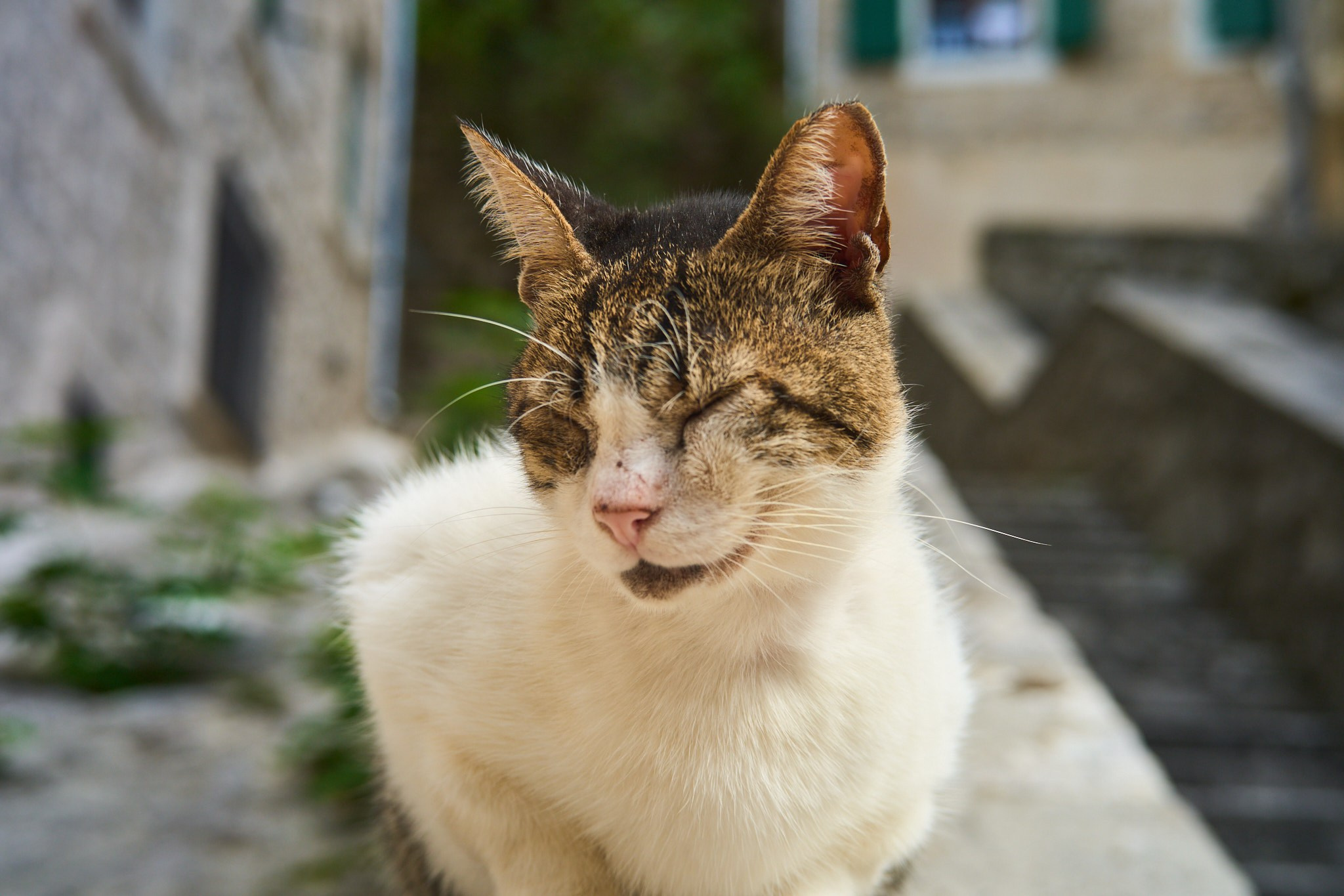 Черногория, сентябрь 2024. Фотограф, Римма Невинская