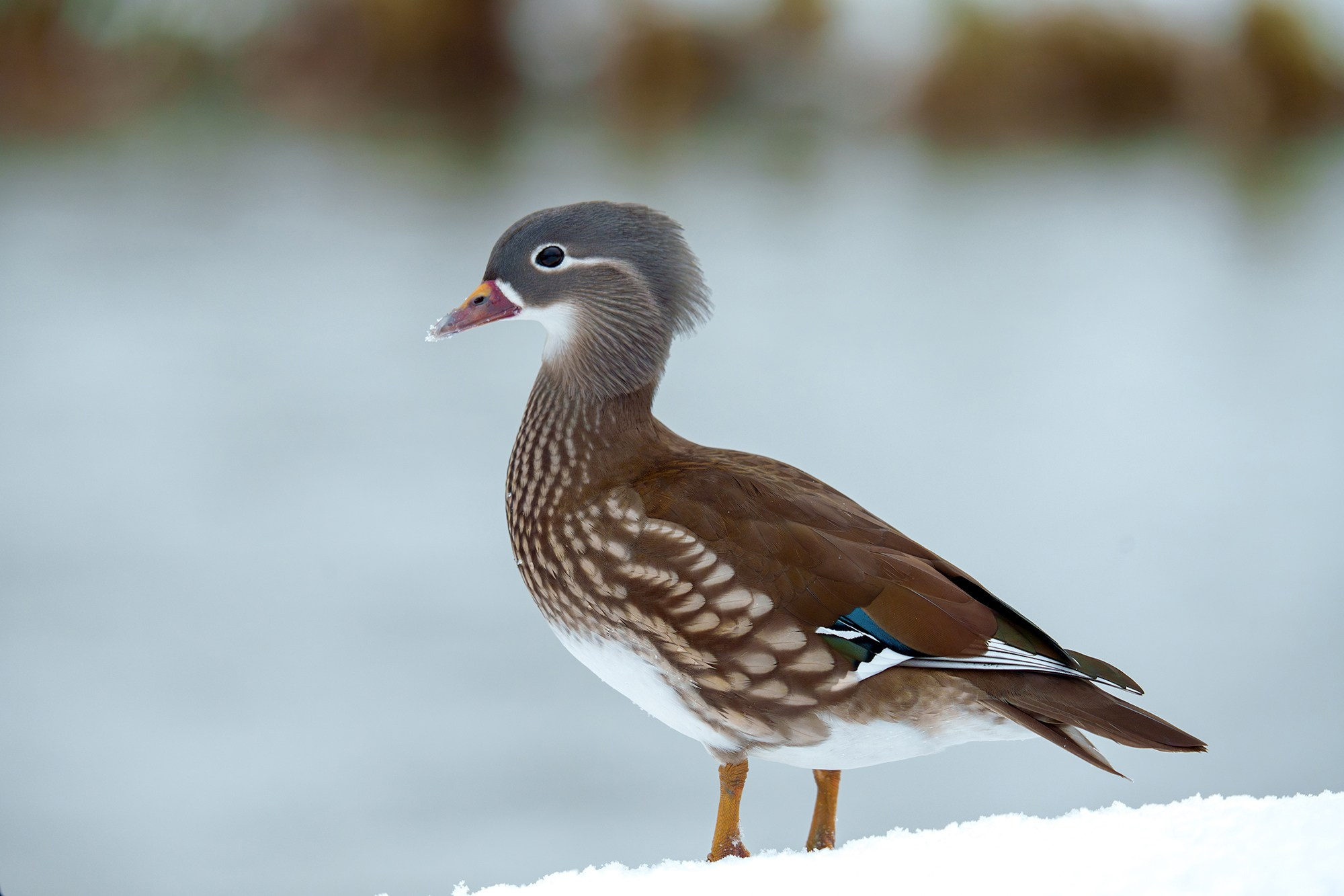 Удивительные мир птиц. Вокруг нас столько прекрасного — присмотритесь!. Ваш личный фотограф Марина Волкова