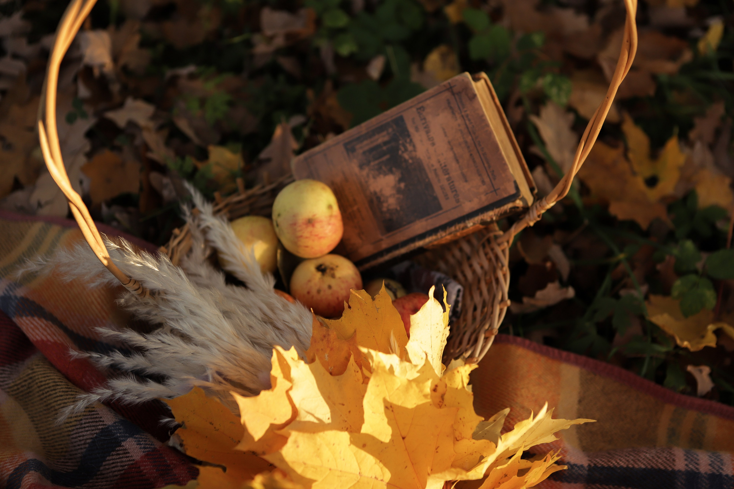 Фотосессия в подарок. Фотограф в Санкт-Петербурге Степанская Юлия