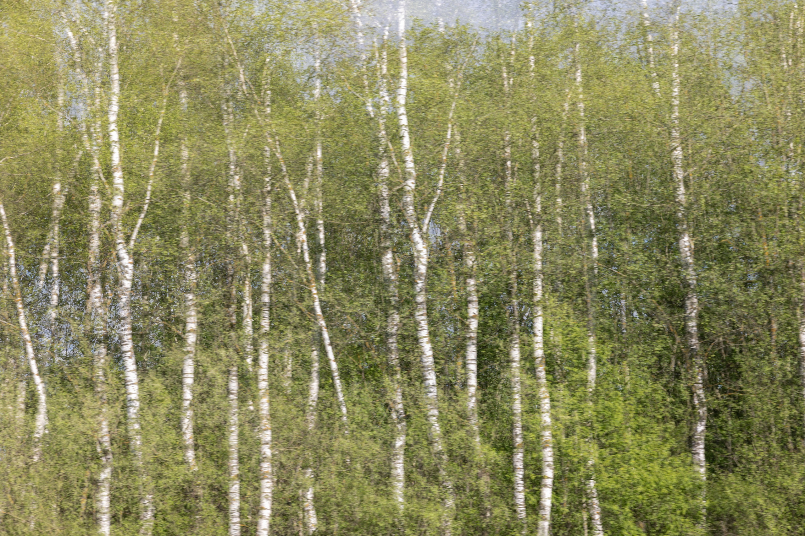 Art prints. Фотограф алина стерхова, алина стерхова фотограф, фотограф москва