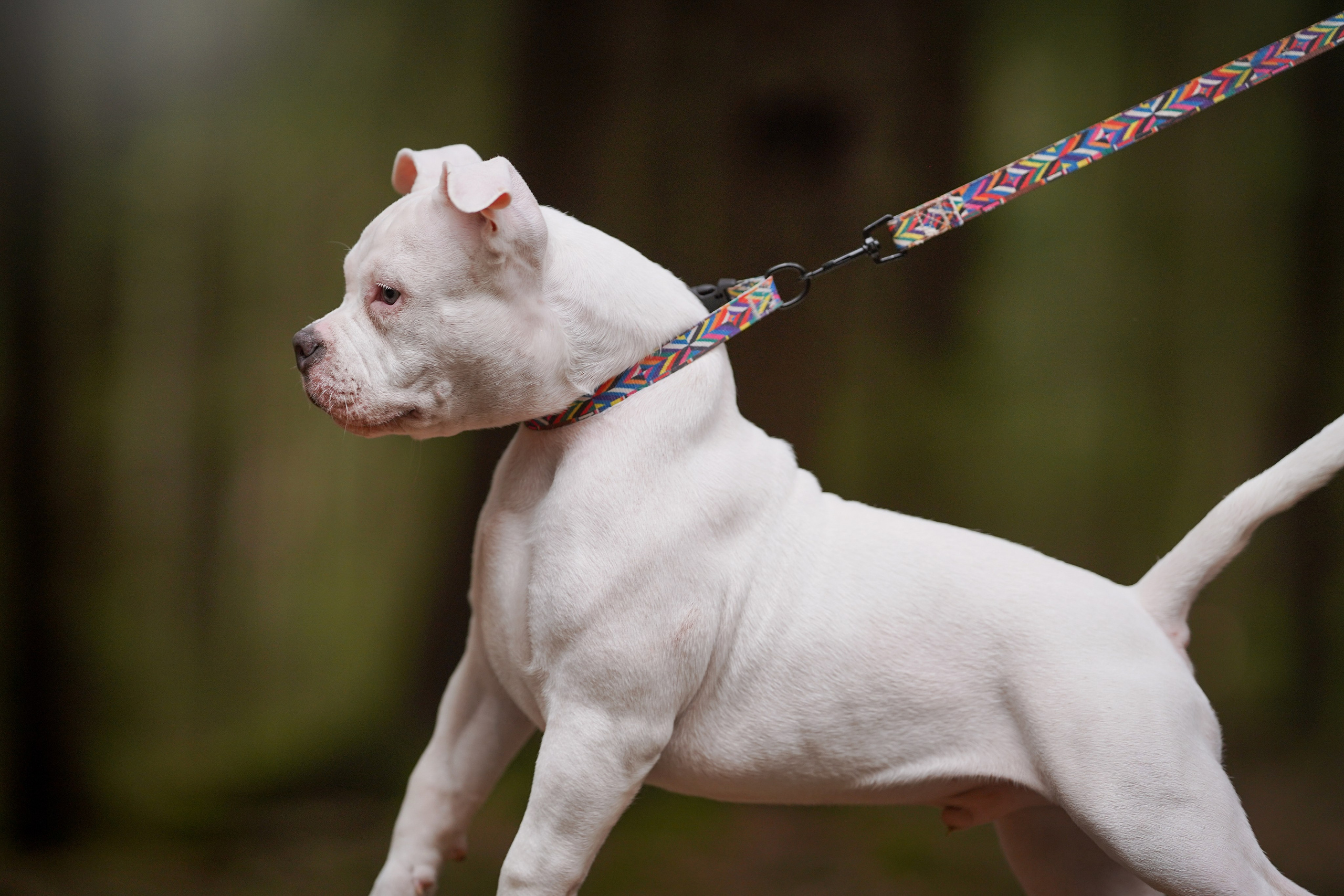 Щенки булли. Фотограф-анималист в Санкт-Петербурге Яна Мартынова