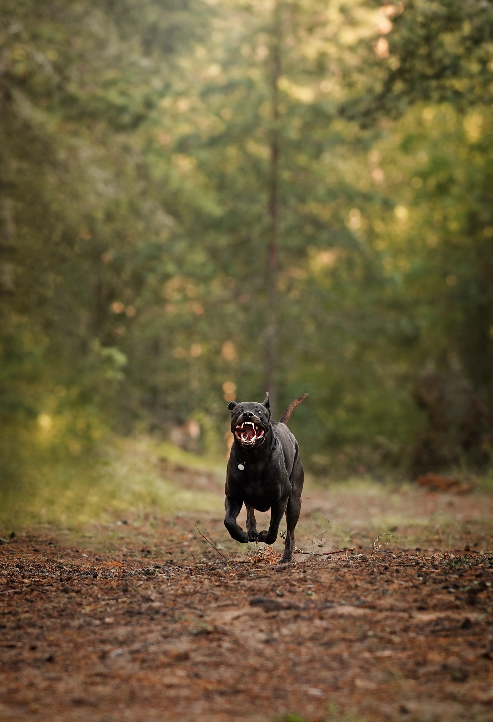 Вероника и Адам. Фотограф-анималист в Санкт-Петербурге Яна Мартынова