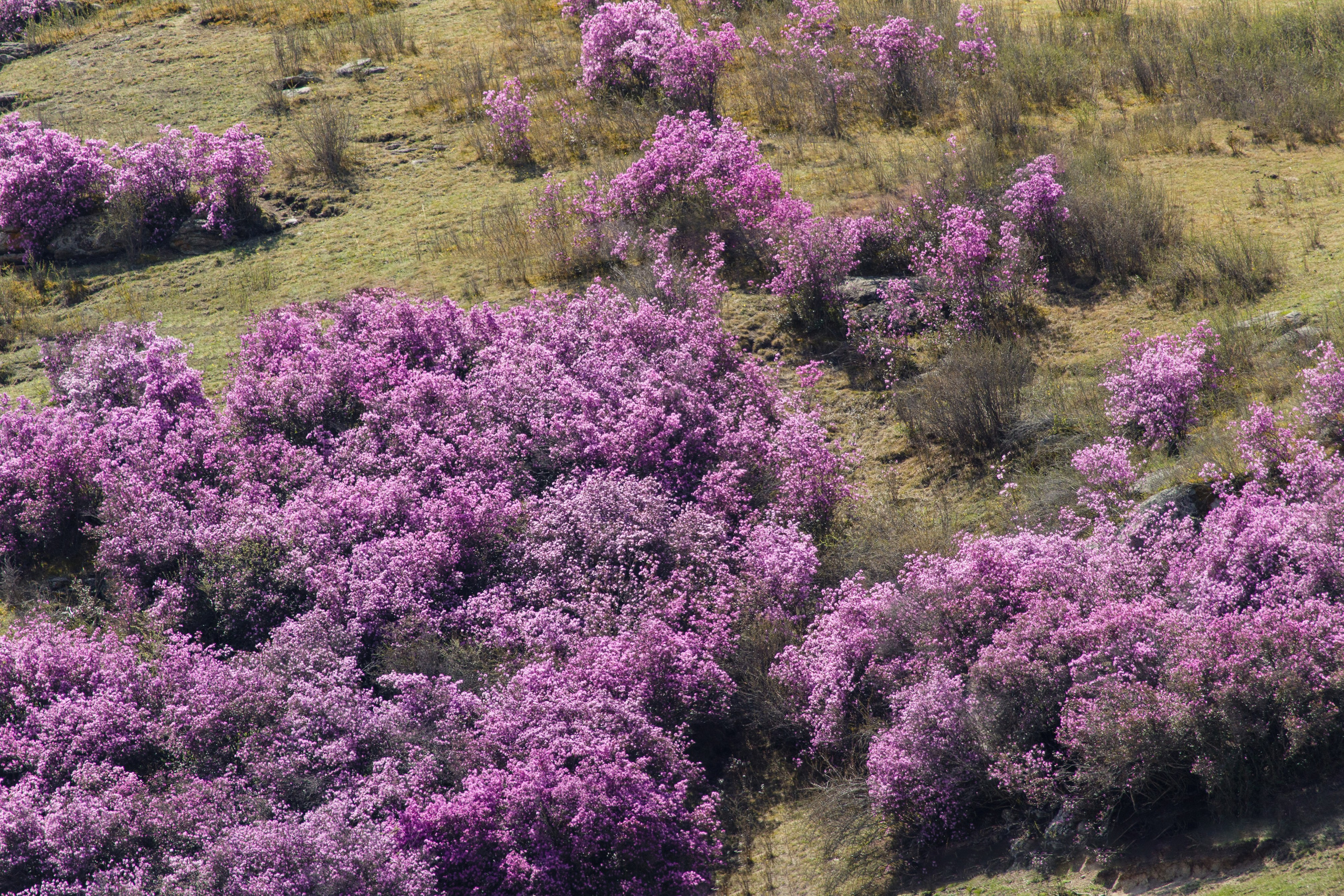 Горный Алтай. Фотограф Кирилл Мешков Кемерово