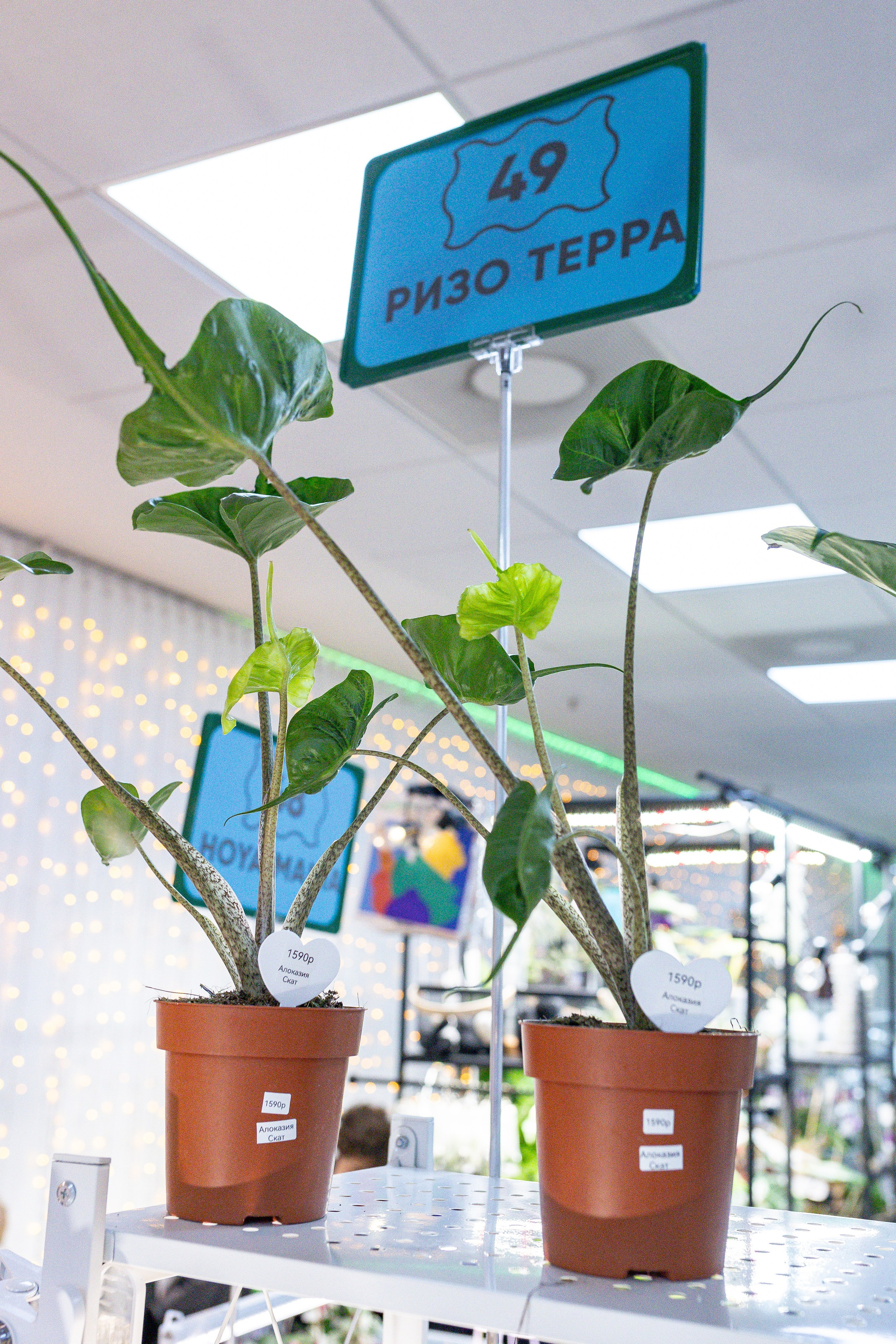 Орхидиум 12.2025. Александра Куликова фотограф, Москва