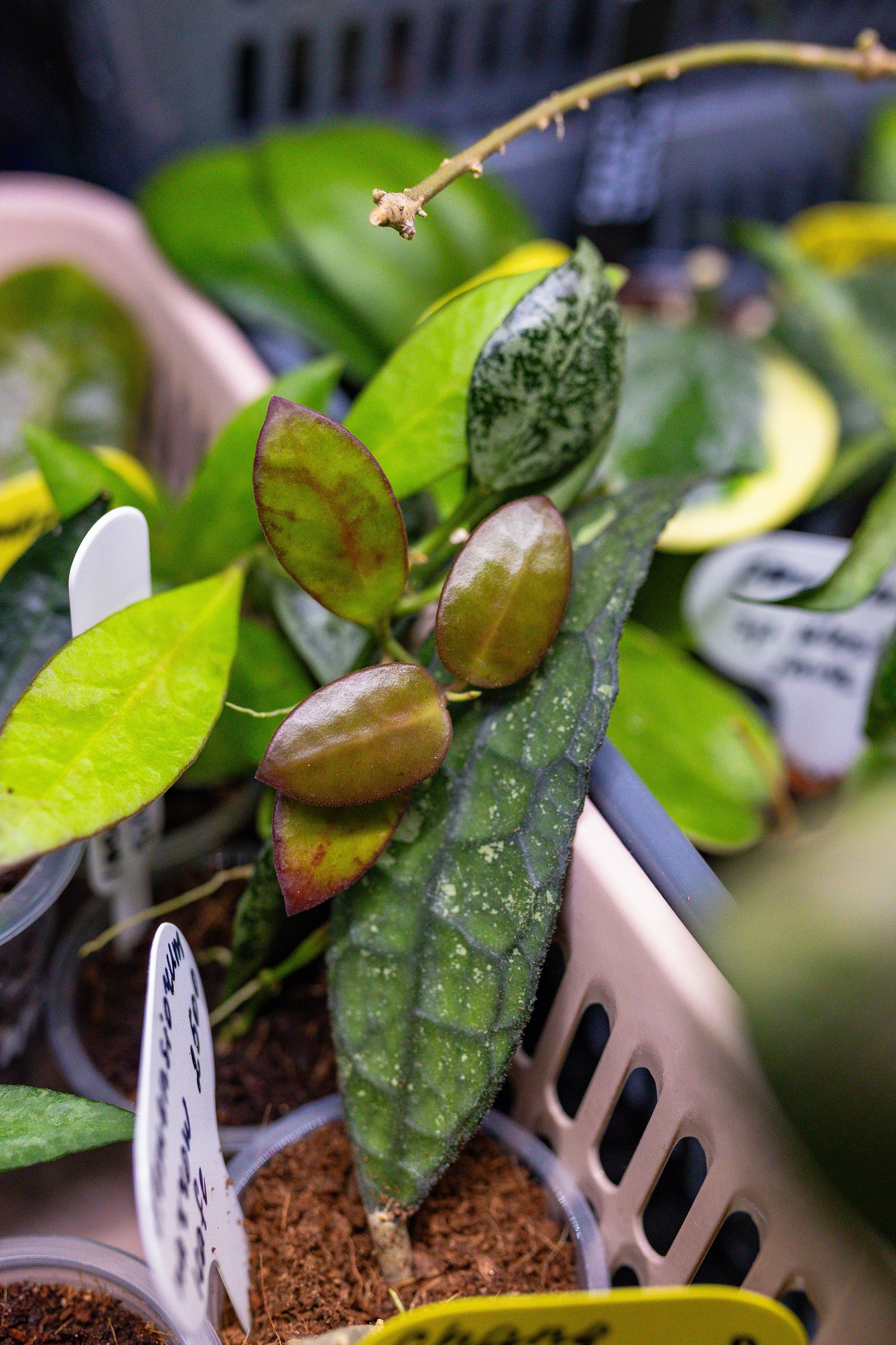 Орхидиум сентябрь 2025. Александра Куликова фотограф, Москва