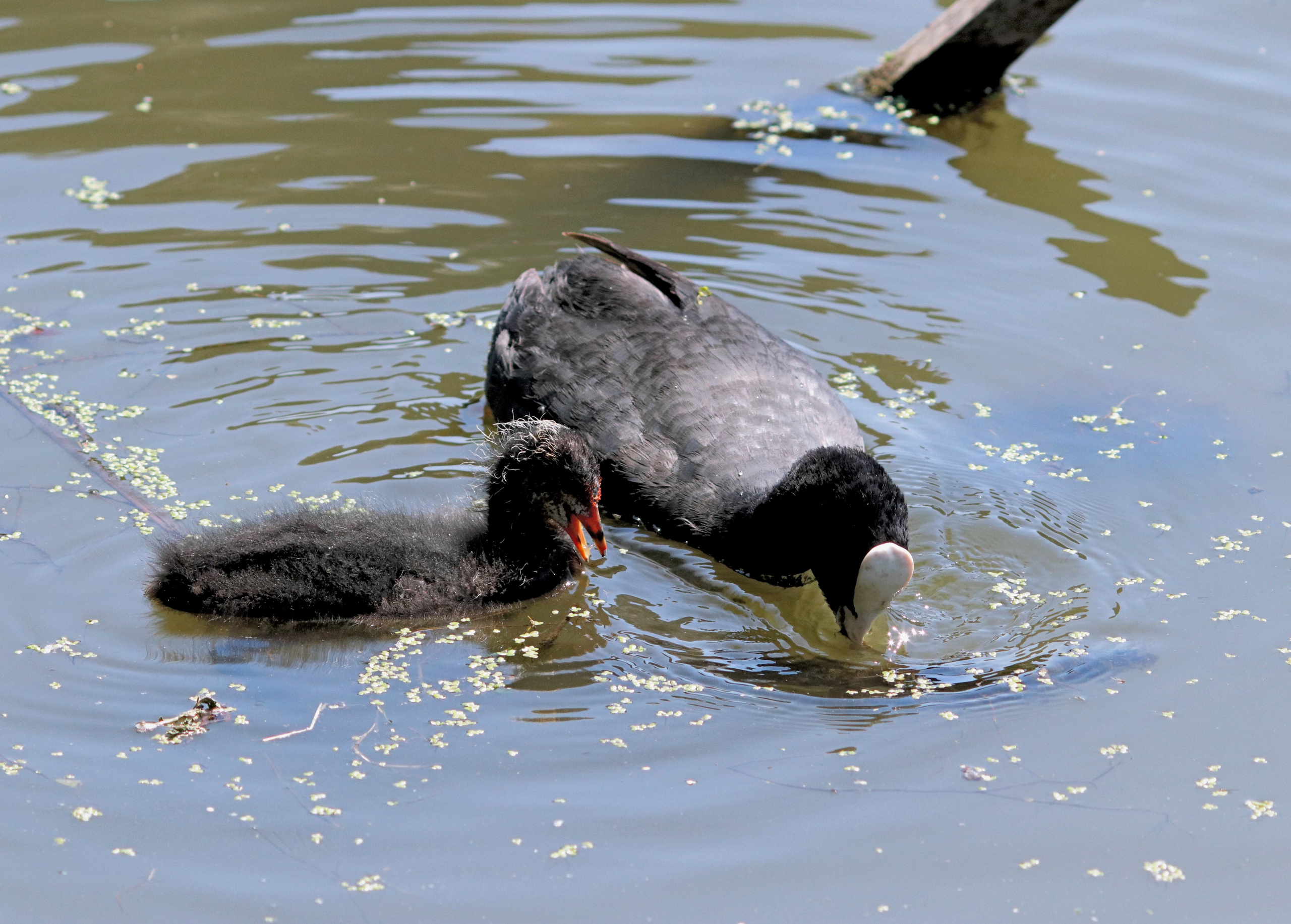 Птицы и животные южного региона. Фото-художник и Репортажный фотограф Николаев Александр Алексеевич