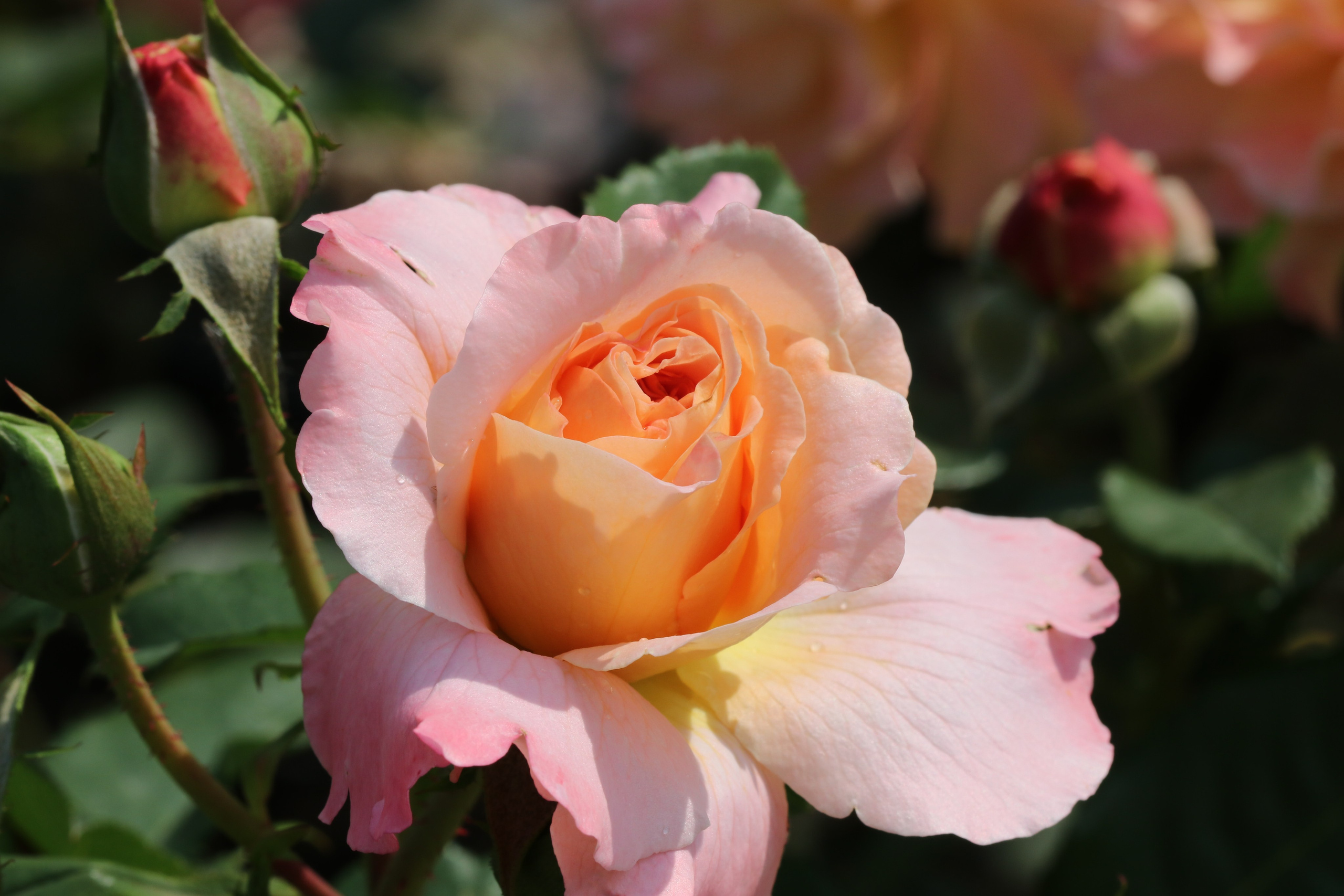 Долина роз в Кисловодске. Фото-художник и Репортажный фотограф Николаев Александр Алексеевич