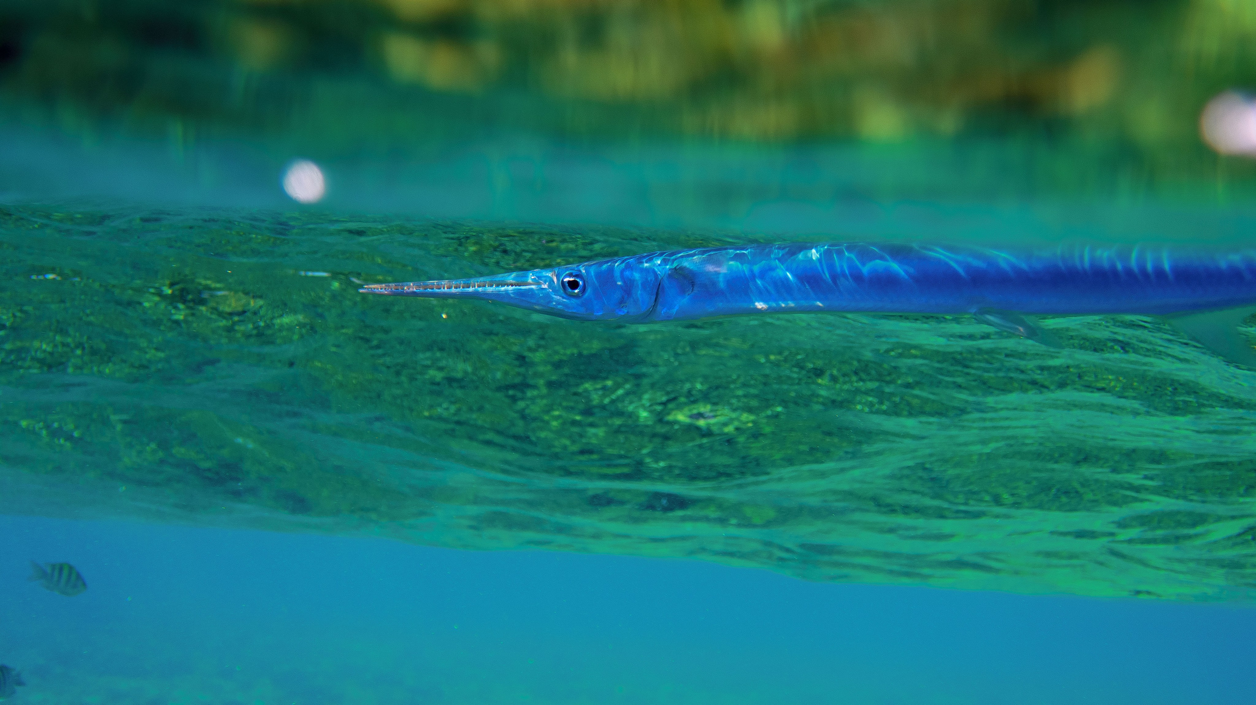 Fish. Фотограф Светлана Голицына