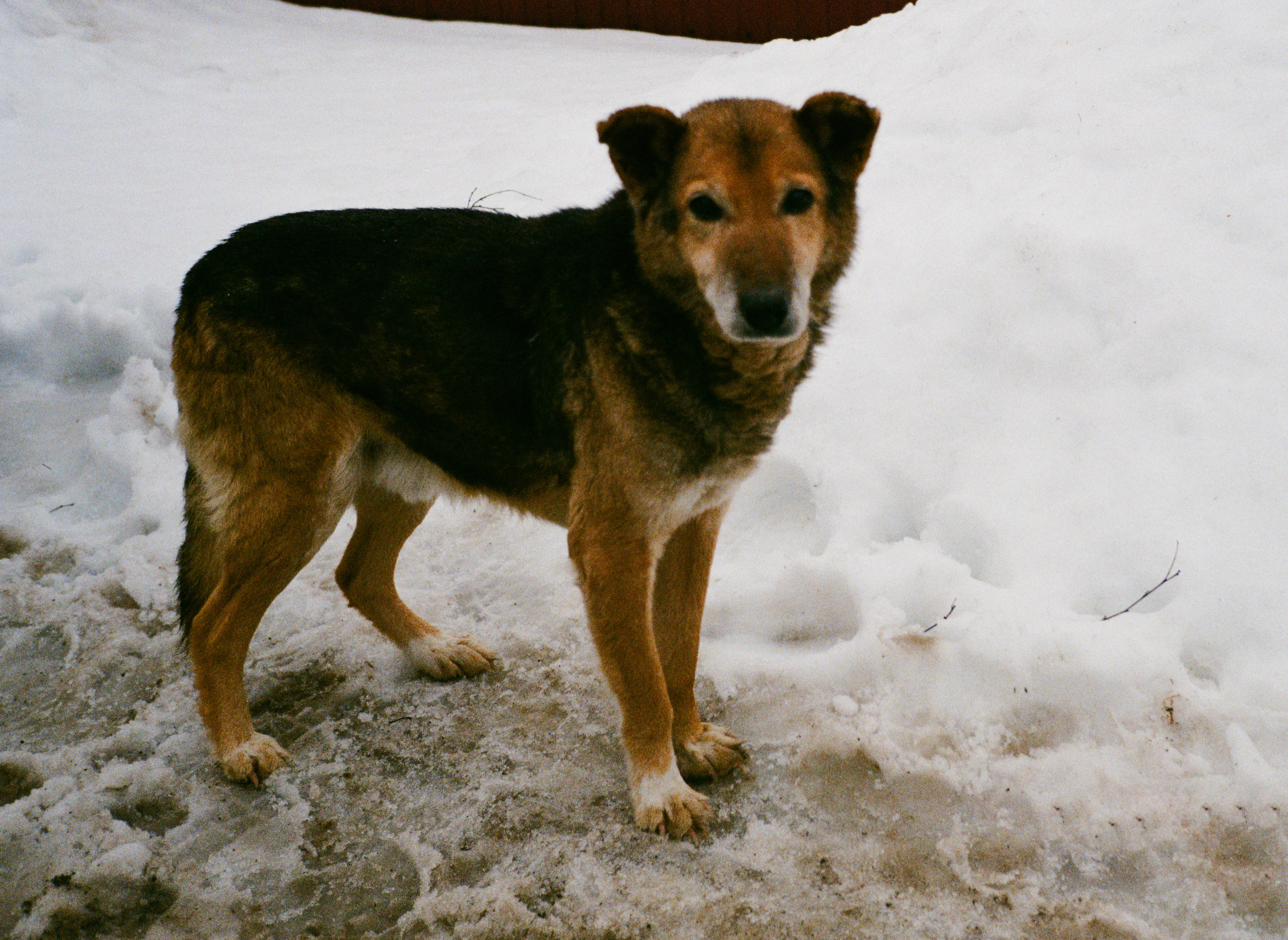 Pavlovka village. Artist Maria Ansh