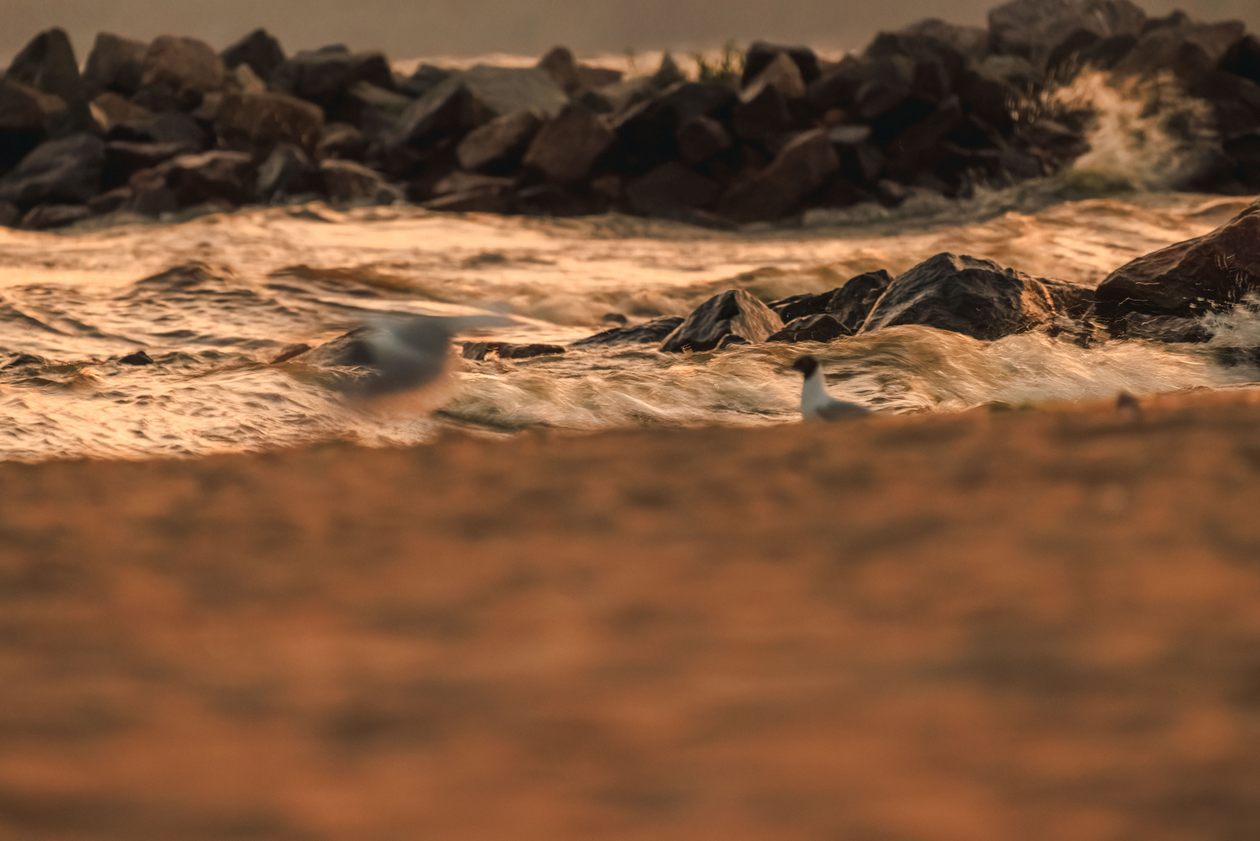 На берегу Финского залива. Фотограф Балаев Михаил