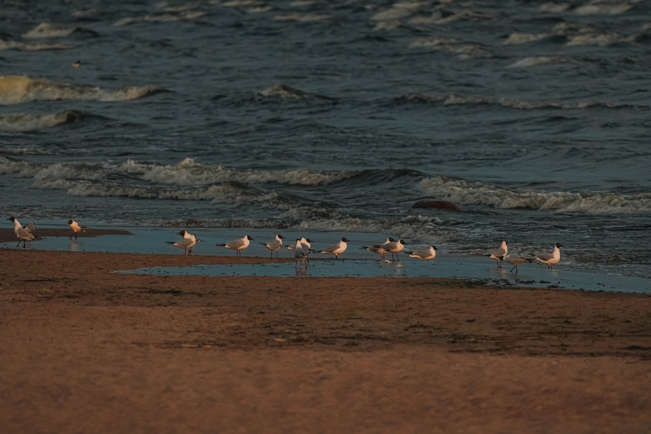 На берегу Финского залива. Фотограф Балаев Михаил