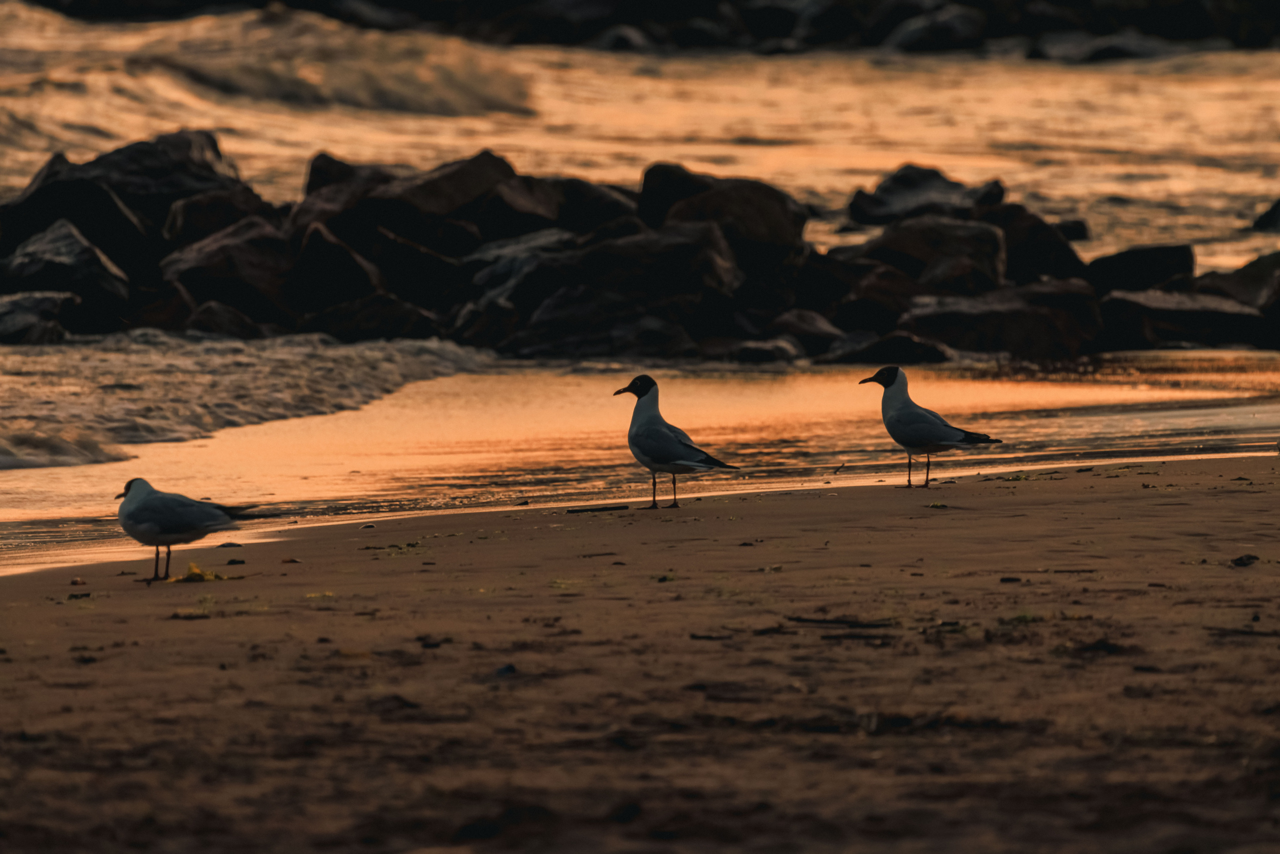 На берегу Финского залива. Фотограф Балаев Михаил