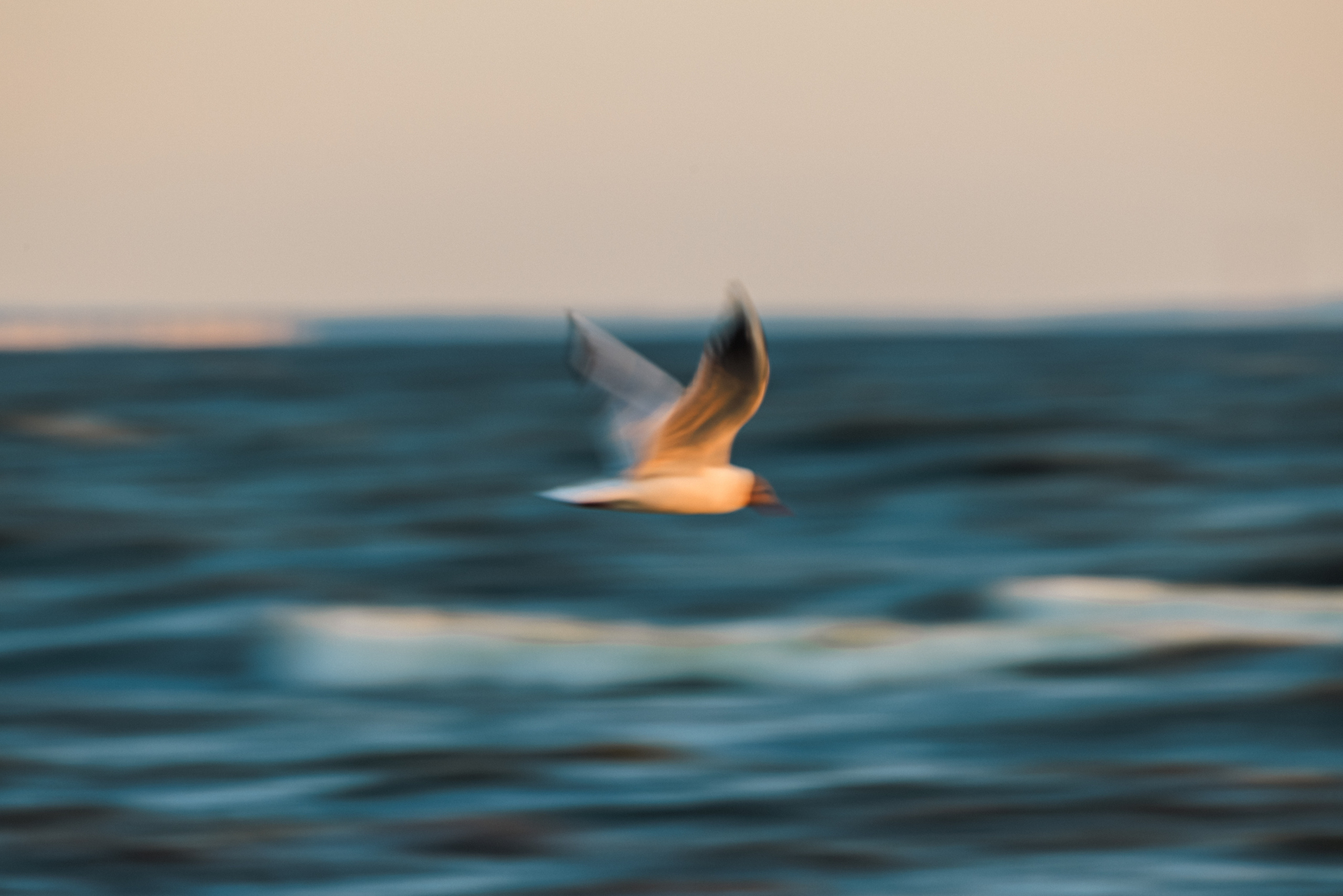 На берегу Финского залива. Фотограф Балаев Михаил