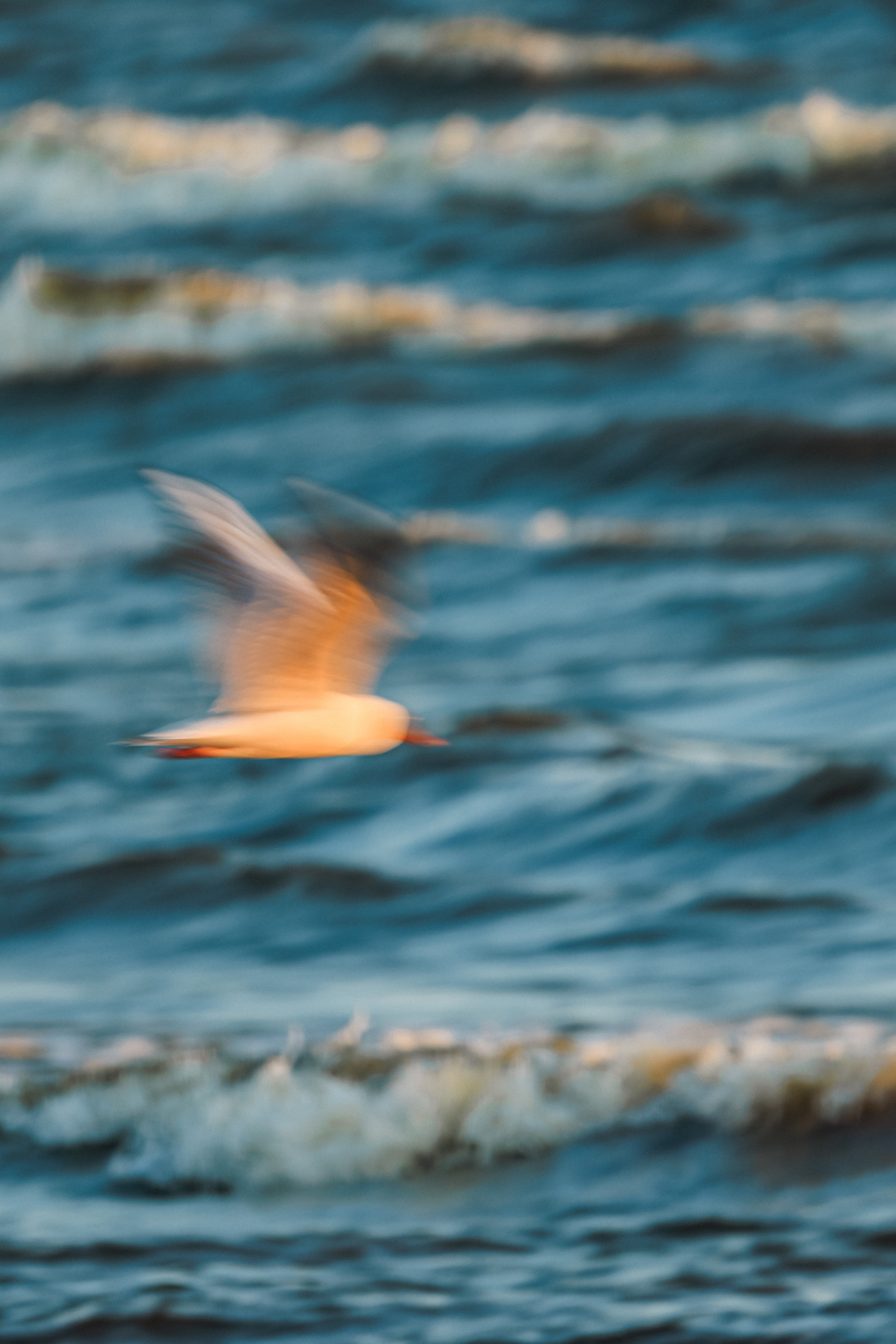 На берегу Финского залива. Фотограф Балаев Михаил