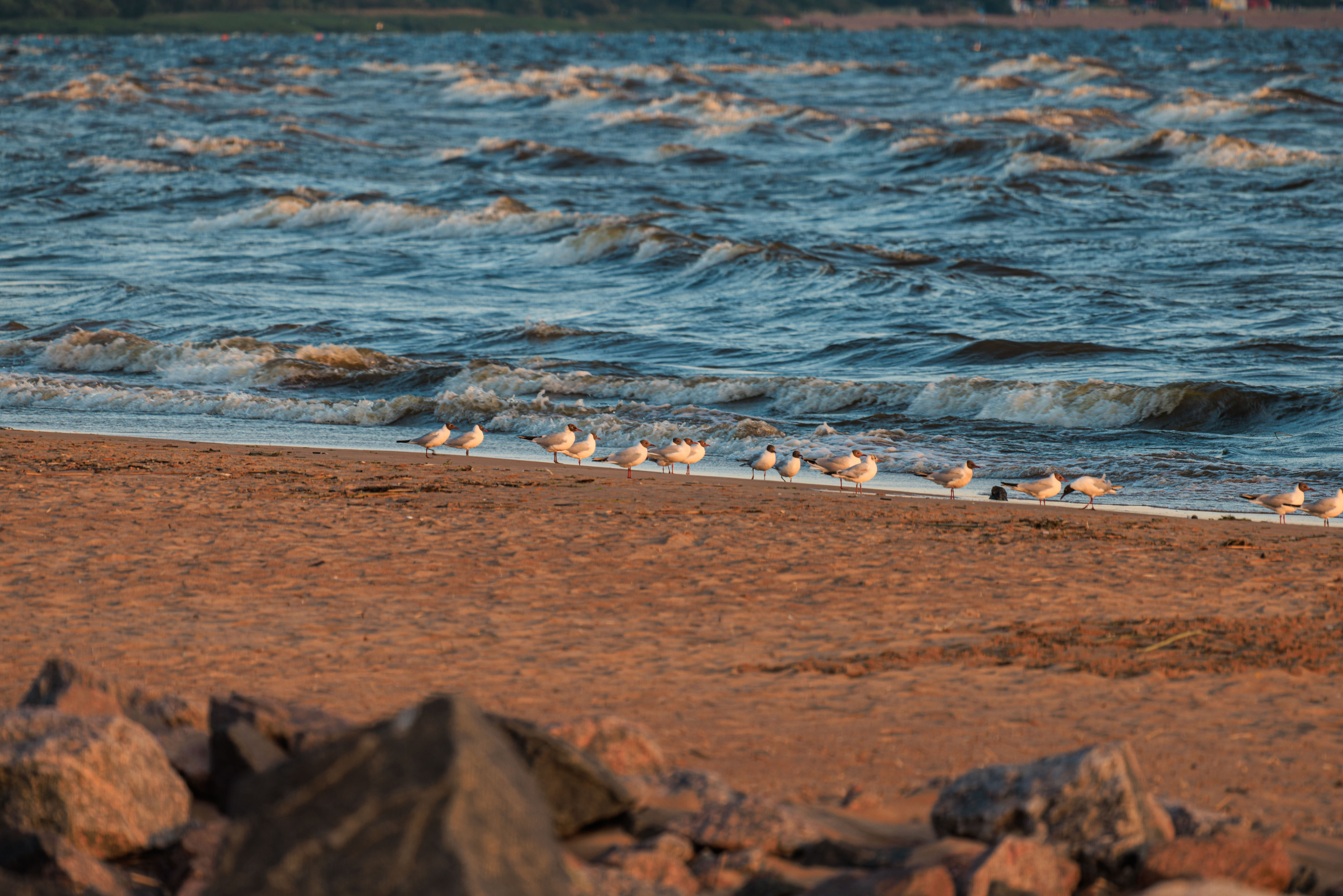 На берегу Финского залива. Фотограф Балаев Михаил