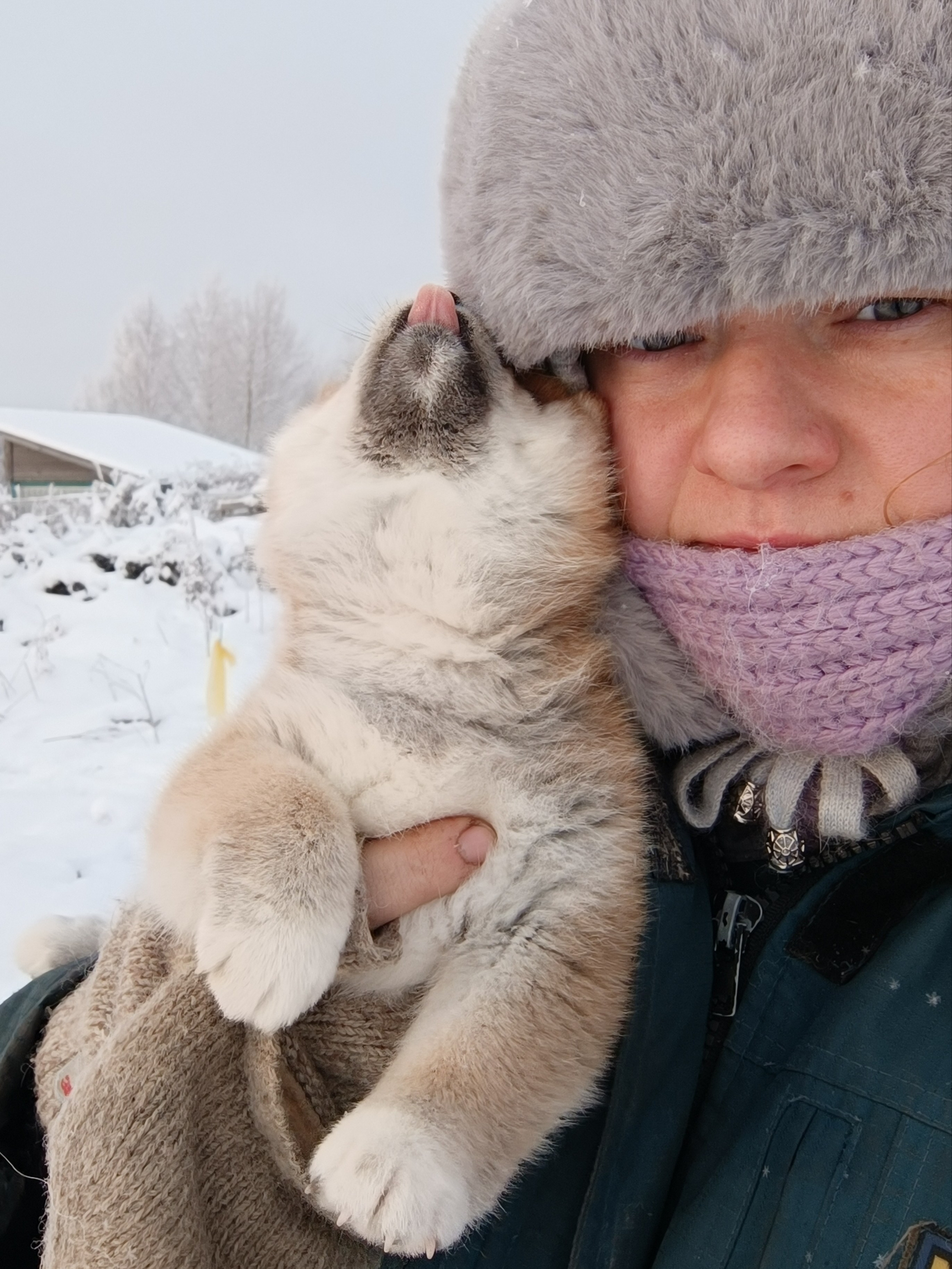 сиба питомник Рубилайт щенки на продажу rubylight  сиба щенки купить СПб Санкт-Петербург 